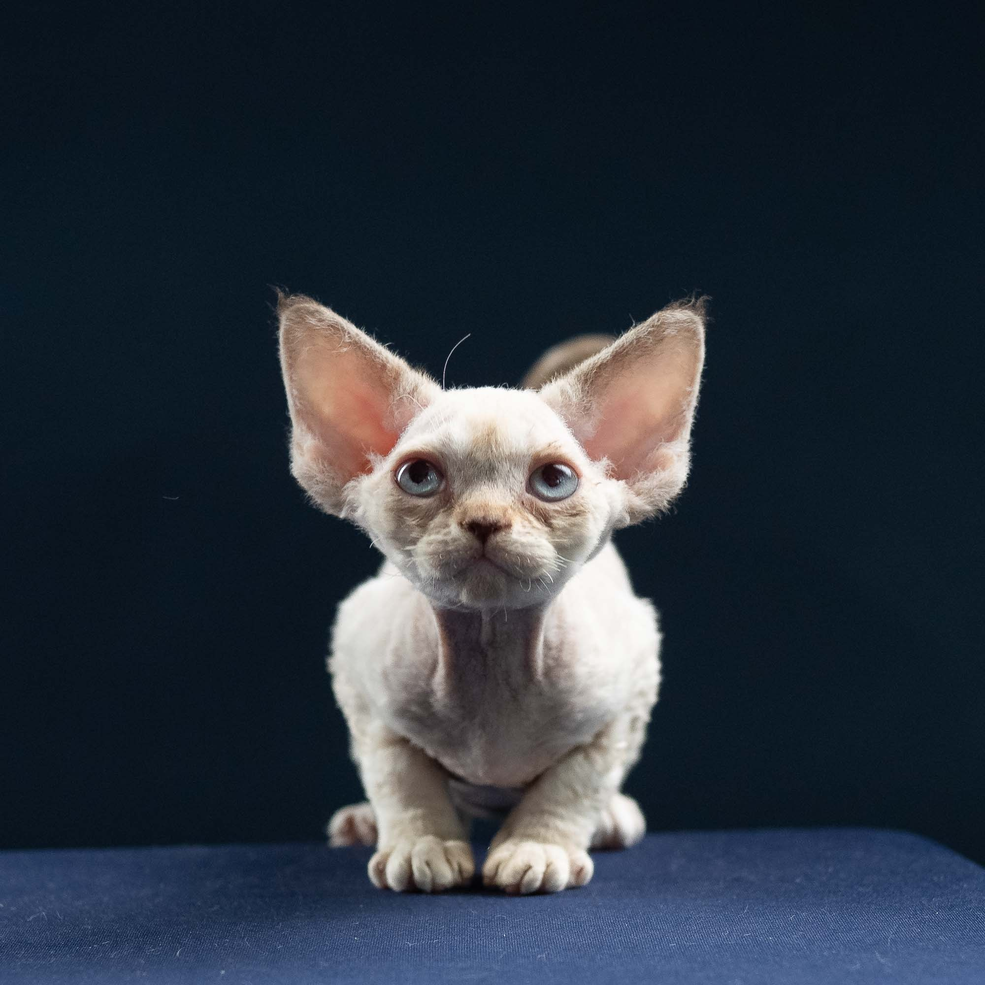Ivy, girl, born 06.01.2025. Devon Rex Pixie Cattery