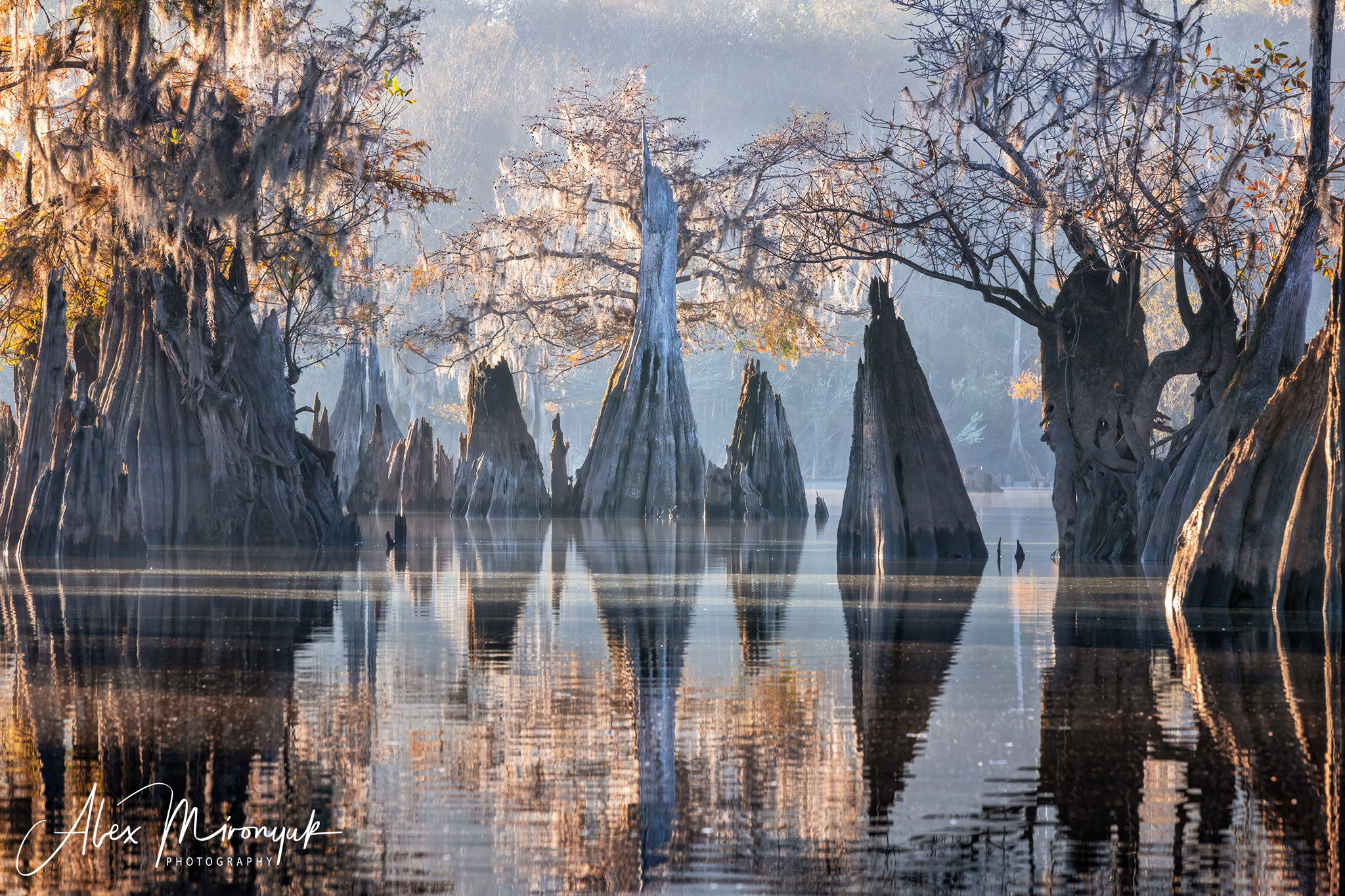 Cypress Fairy Tale. Pet, Senior, Landscape, portrait studio, photographer in Miami and Sou