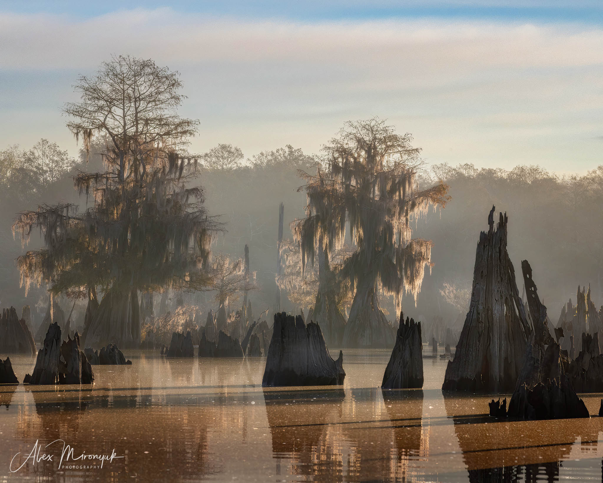 Cypress Fairy Tale. Pet, Senior, Landscape, portrait studio, photographer in Miami and Sou