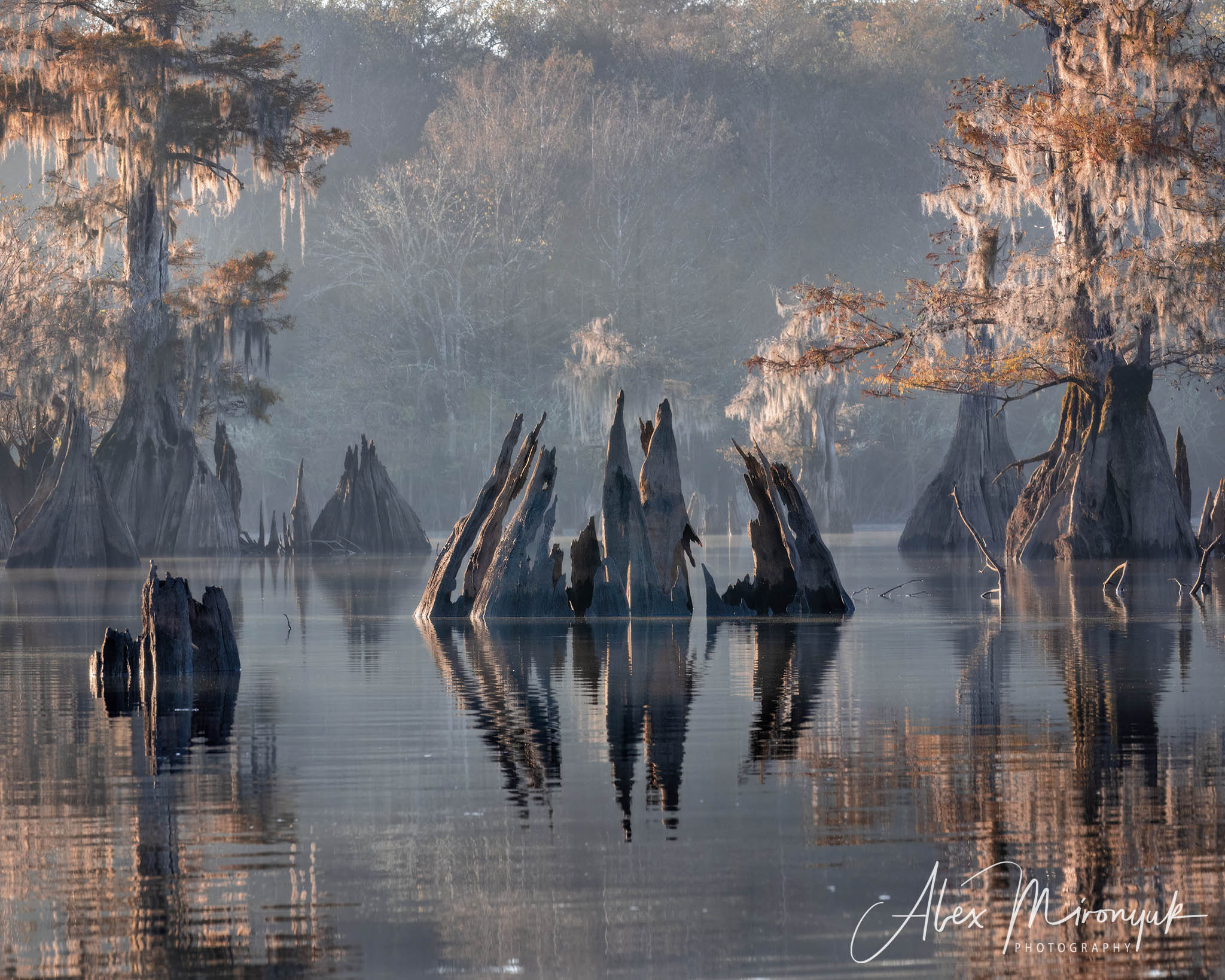 Cypress Fairy Tale. Pet, Senior, Landscape, portrait studio, photographer in Miami and Sou