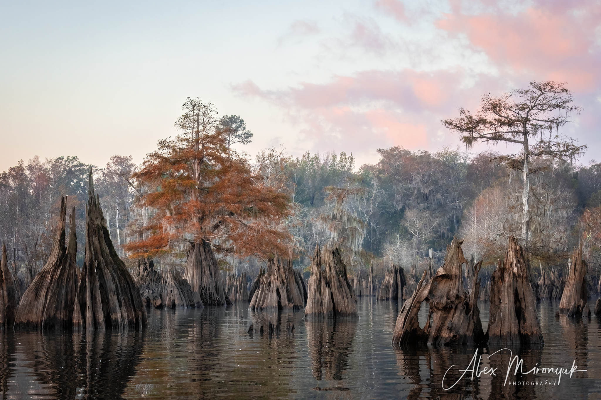 Cypress Fairy Tale. Pet, Senior, Landscape, portrait studio, photographer in Miami and Sou