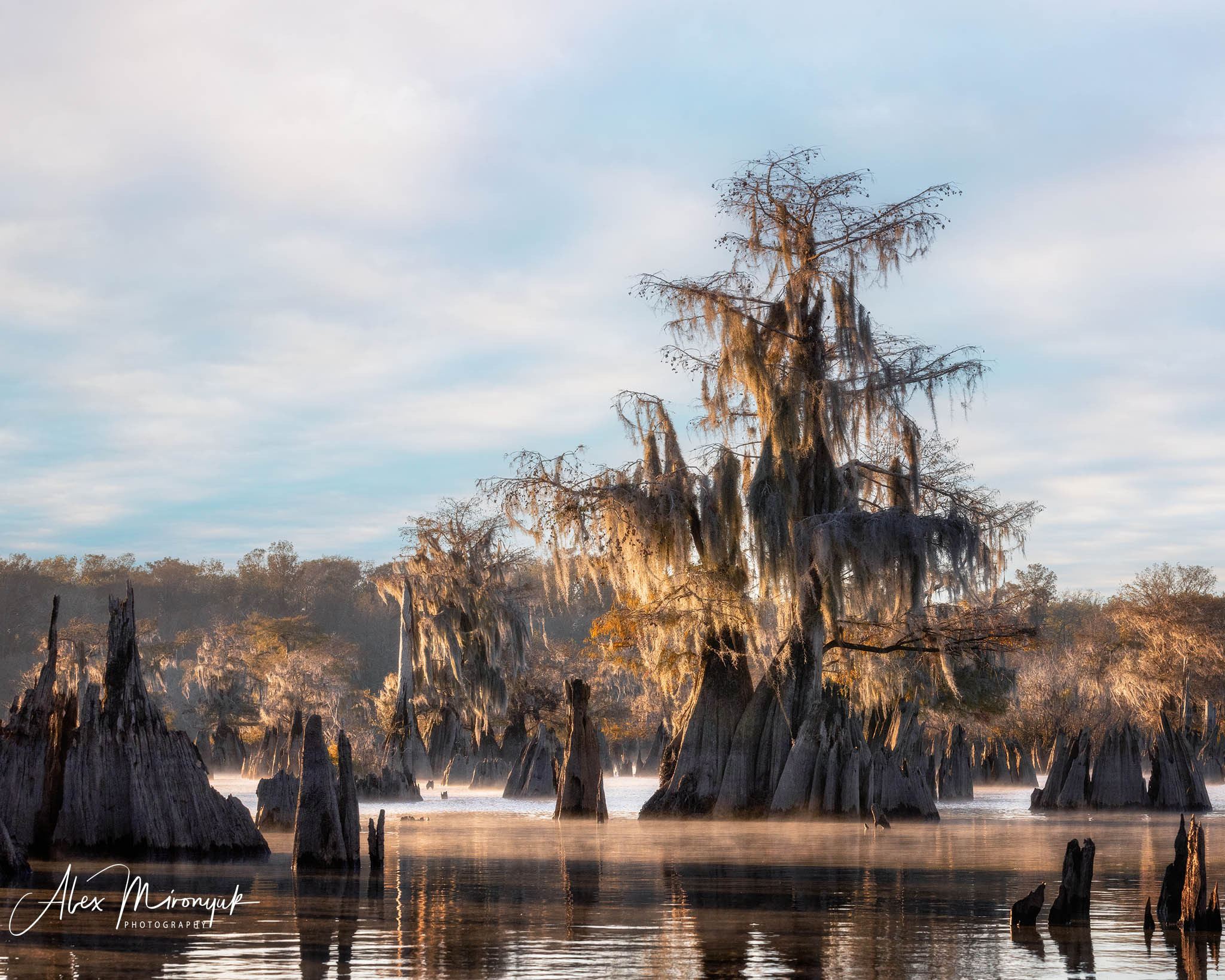 Cypress Fairy Tale. Pet, Senior, Landscape, portrait studio, photographer in Miami and Sou