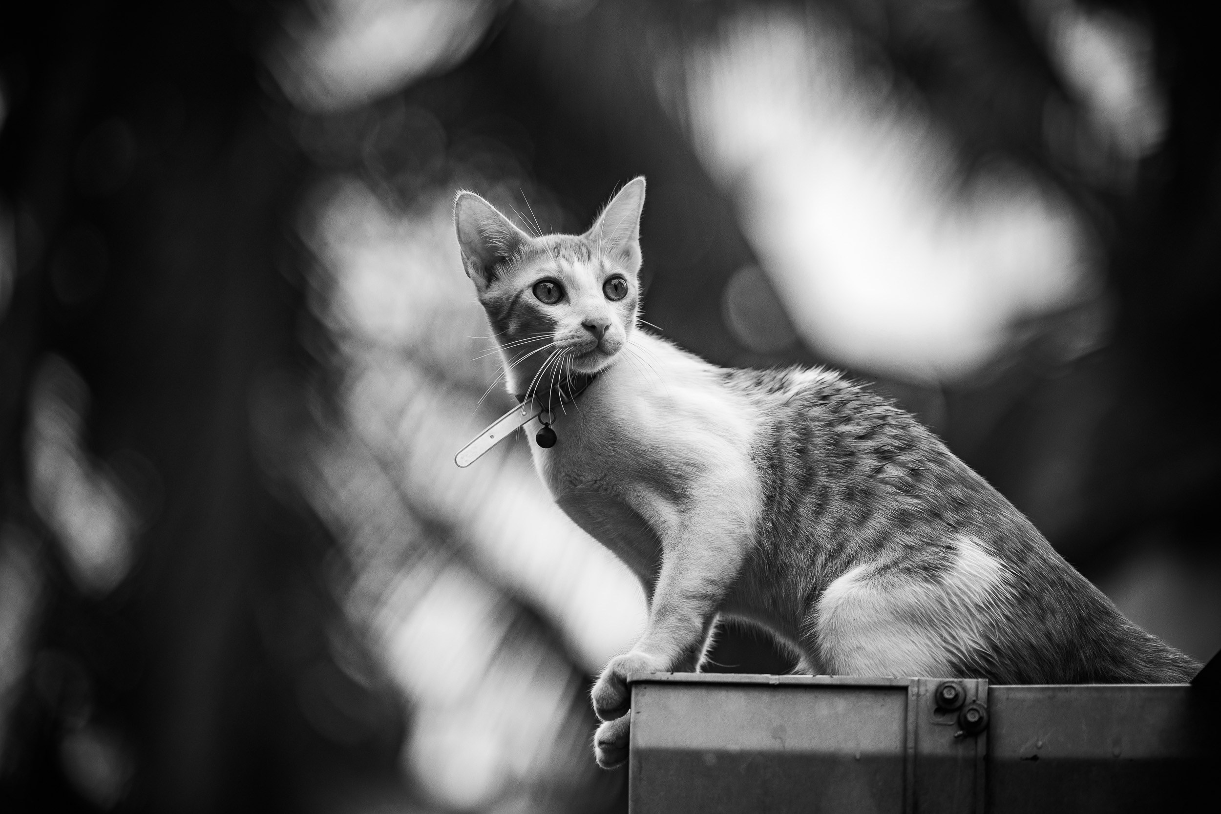 Services. Portrait Photographer in Bangalore | ONEIRO by Anbu Jawahar