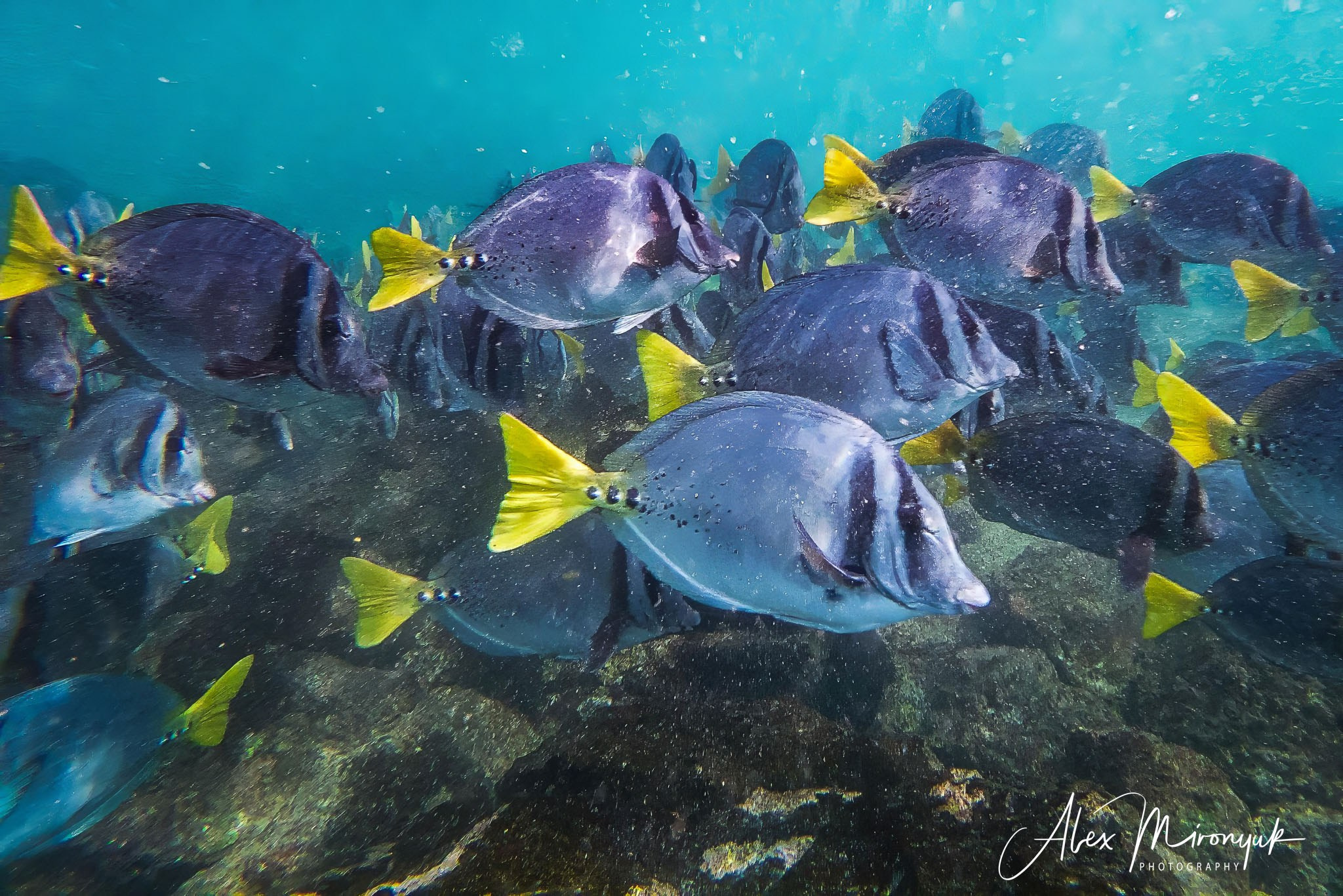 Galapagos Islands Adventure. Alex Mironyuk Photography
