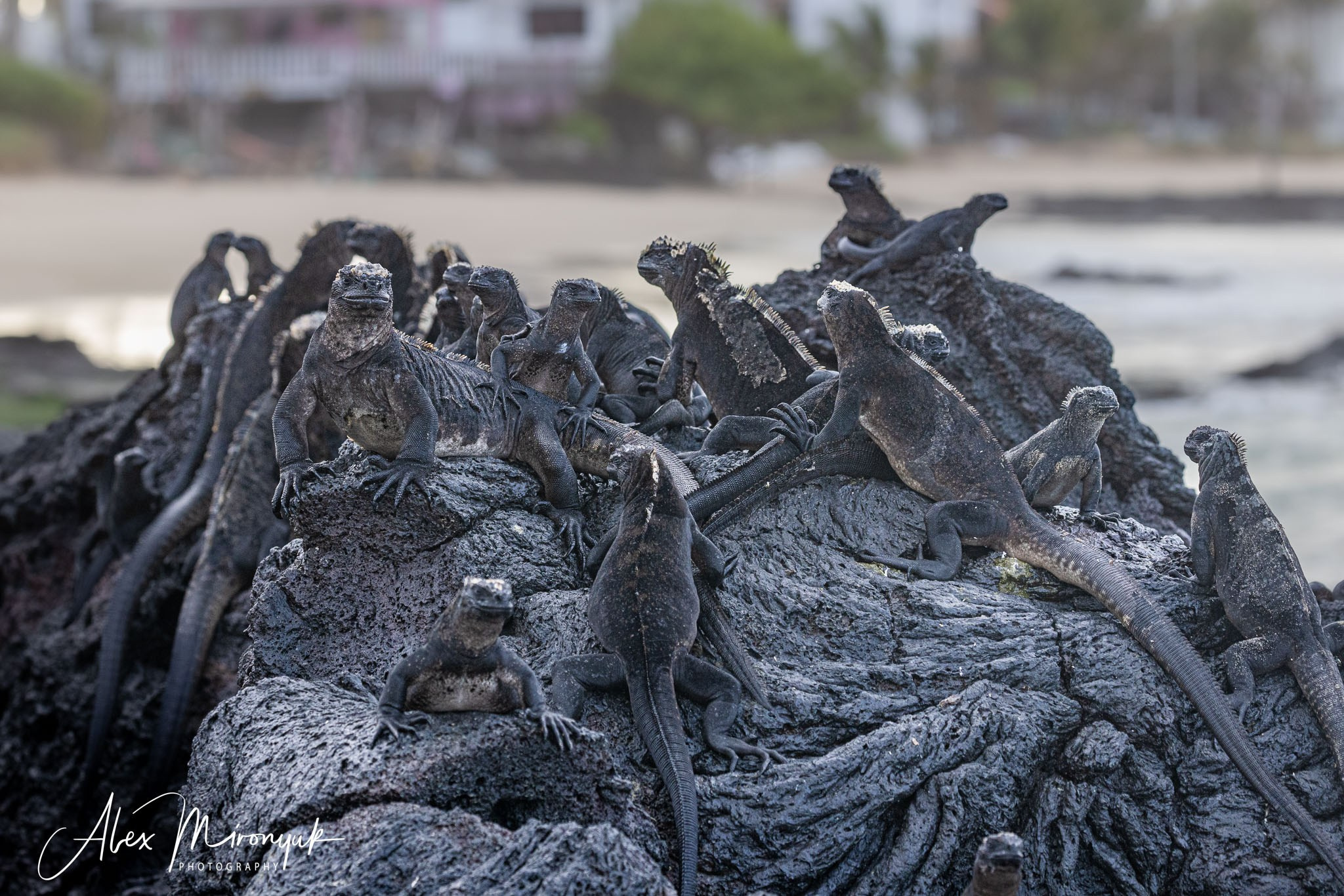 Galapagos Islands Adventure. Alex Mironyuk Photography