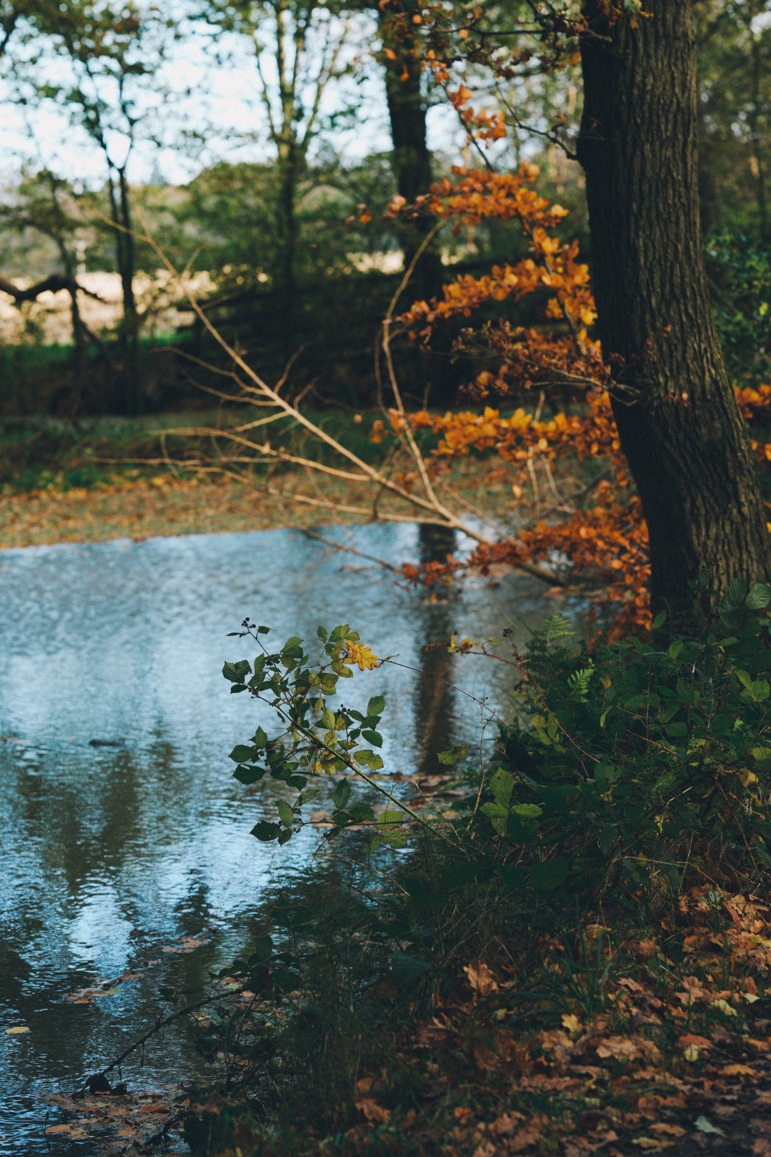Brand photography in National trust. Creative Family, Brand, Boudoir and Wedding Photographer in Solihull & Birmingham Irina Zoteeva