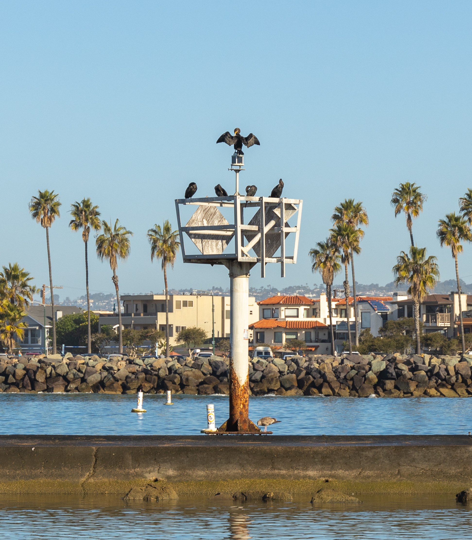 Бакланы сушат крылья