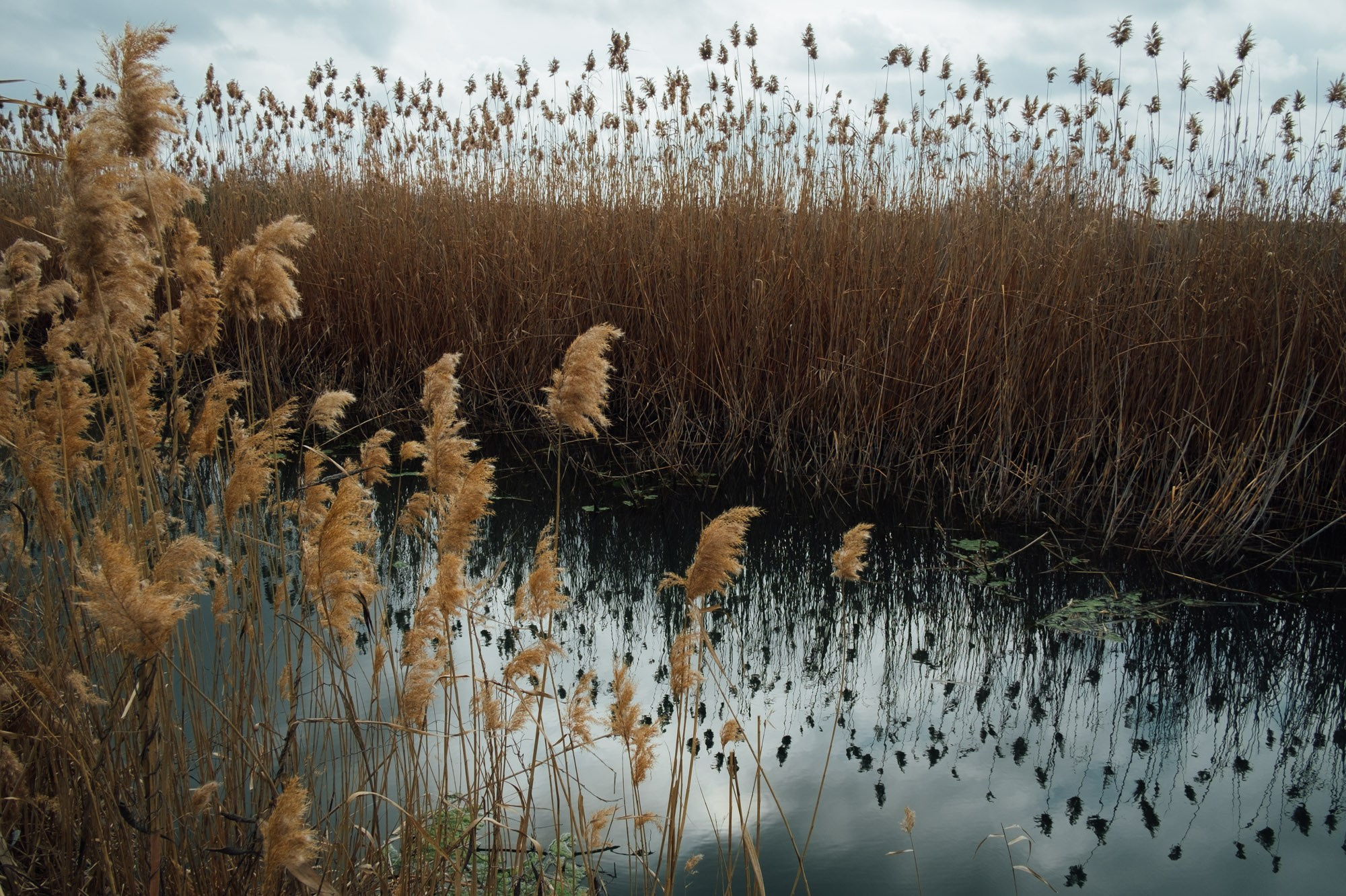 Təbiət Fotoqrafiyası və Portret Çəkilişləri. Bakıda Peşəkar Tədbir, Love Story və Təbiət Fotoqrafı — Elşən Baba