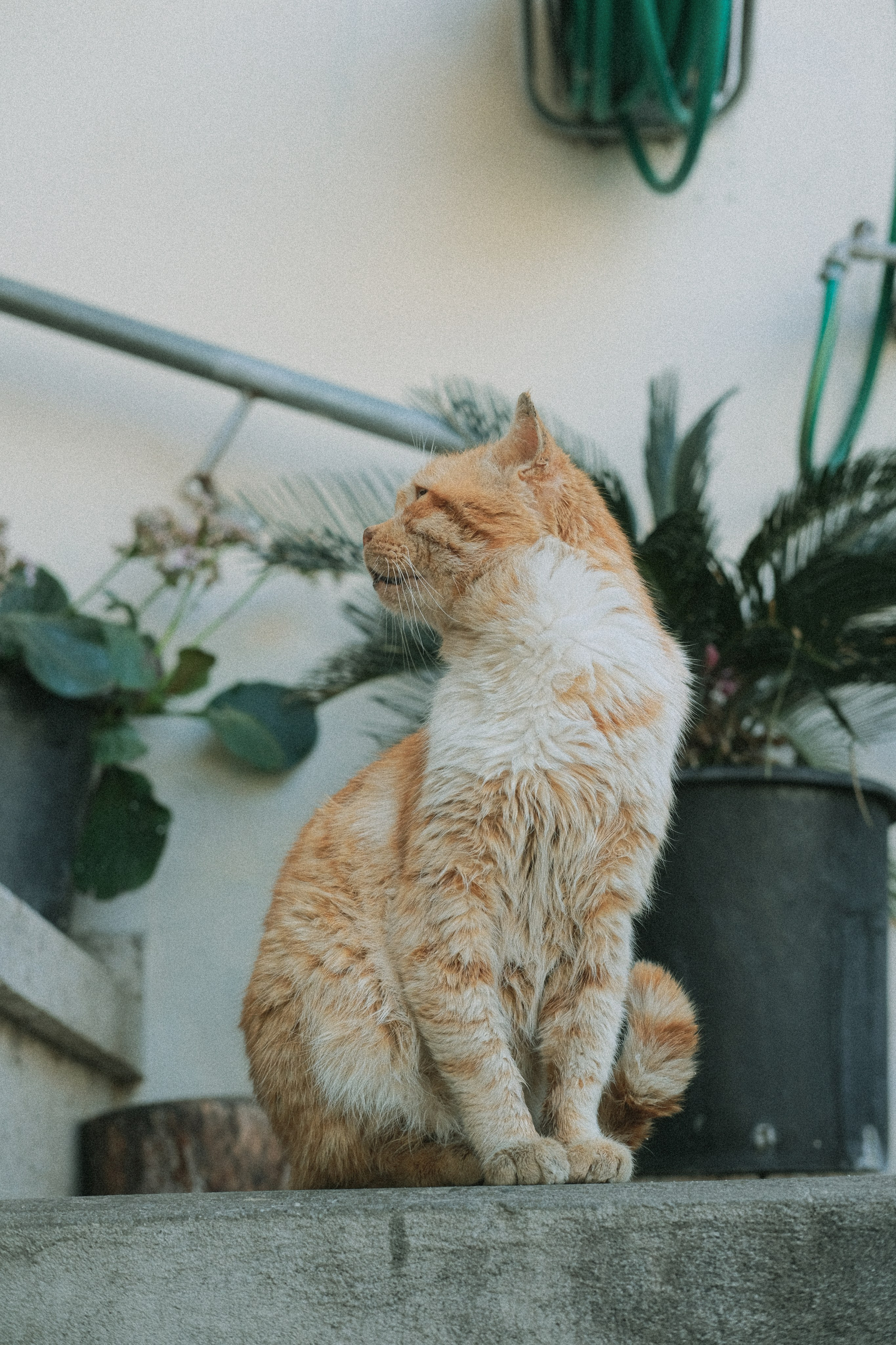 Stray cat from Agros Village | Cyprus 🇨🇾