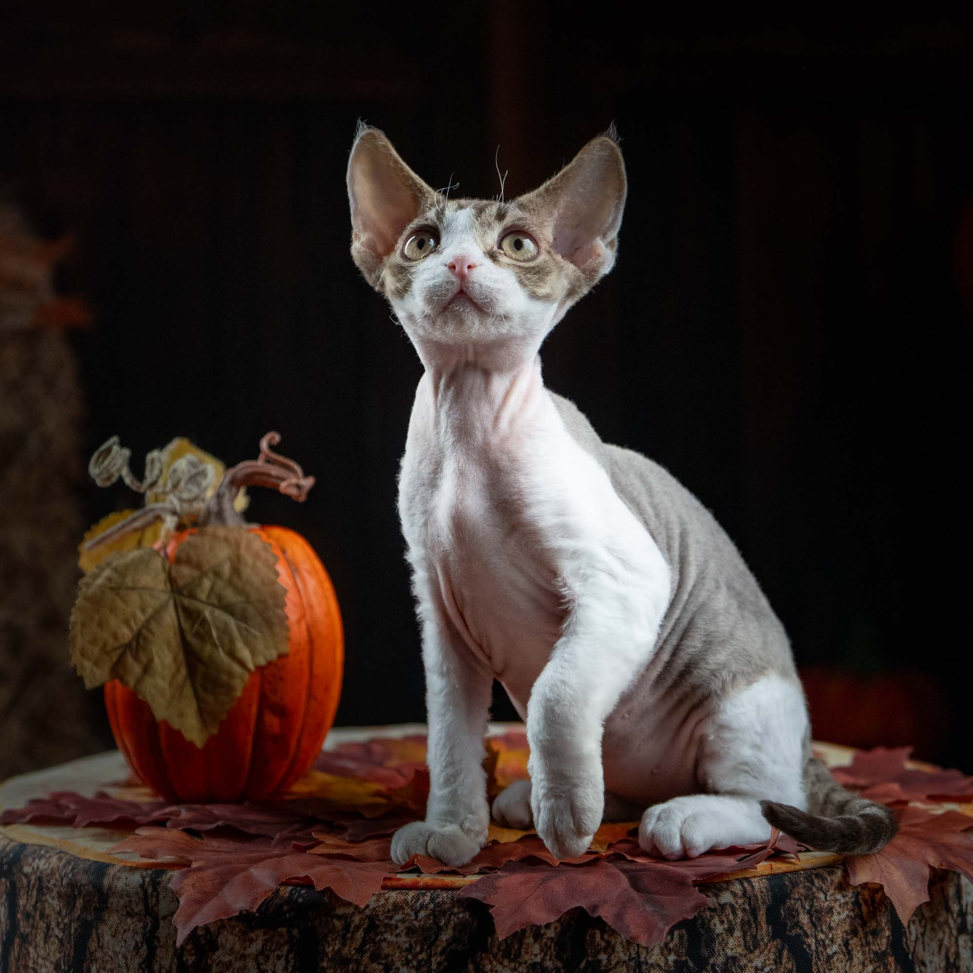 Eddie, boy, born on 06.09.24 Sold. Devon Rex Pixie Cattery