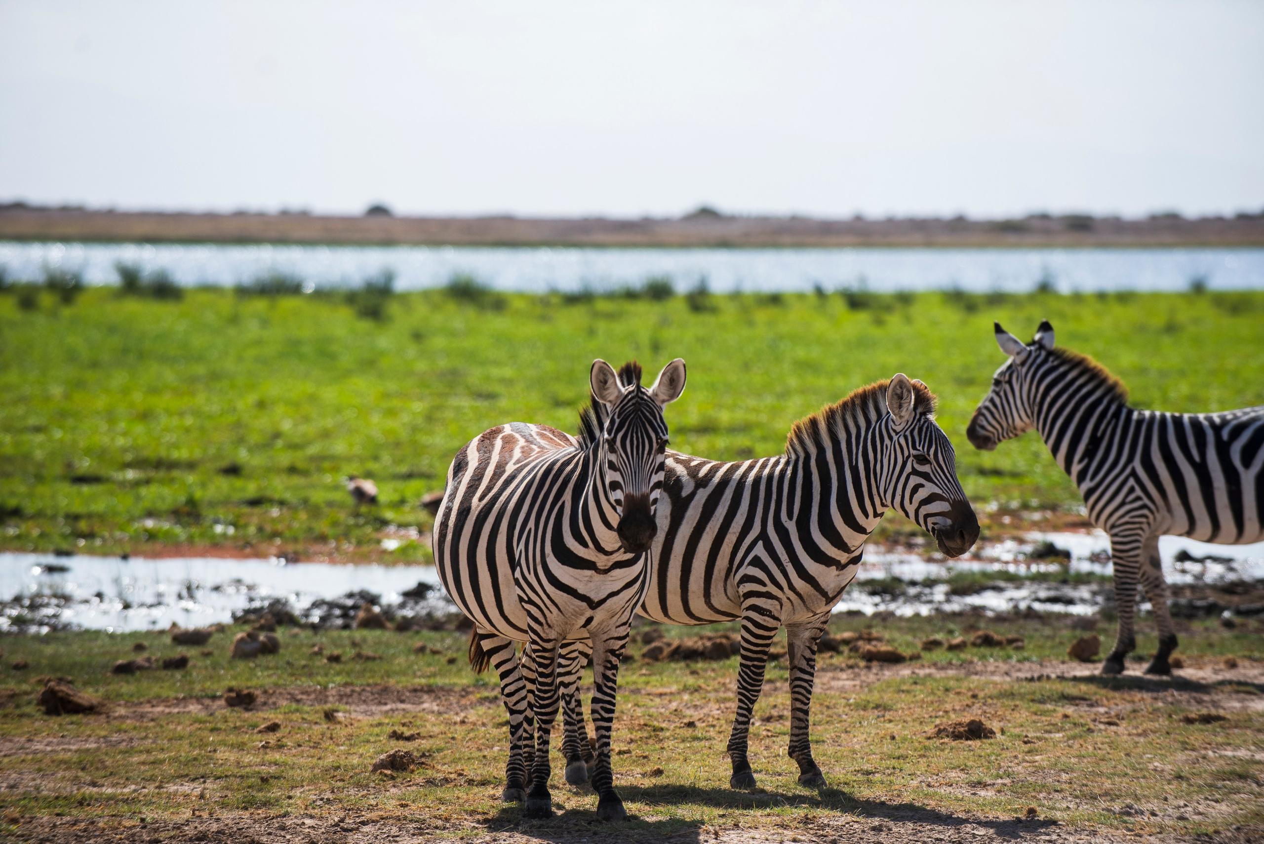 An Amboseli Love story. Nick Ouma Photography I Best Event photographer based in Nairobi, Kenya