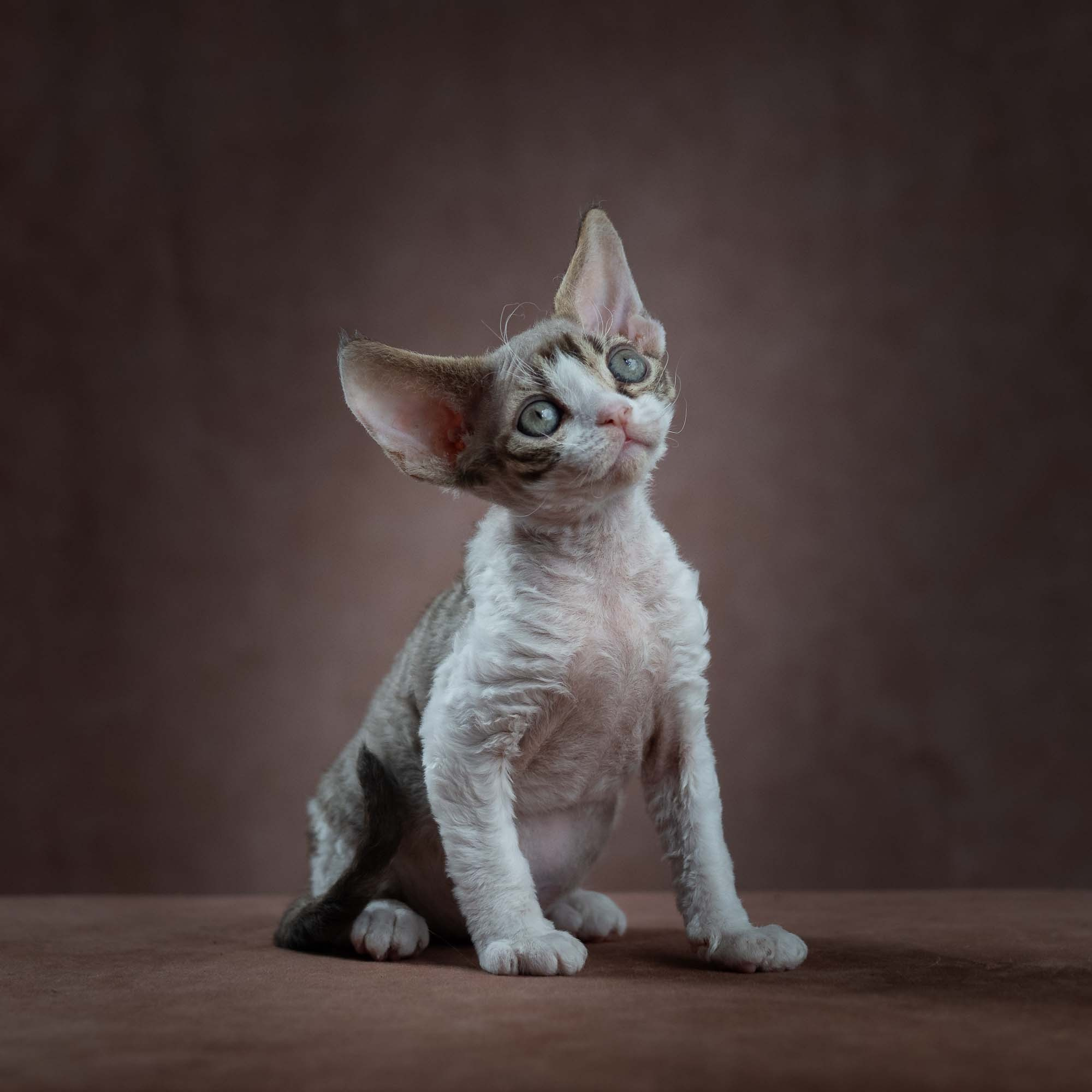 Eddie, boy, born on 06.09.24 Sold. Devon Rex Pixie Cattery