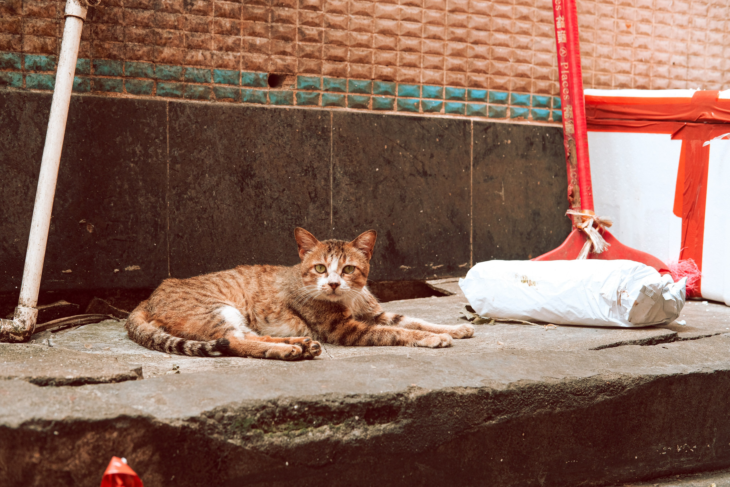 Humen Town Stray Cats | Dogguan Streets | China 🇨🇳