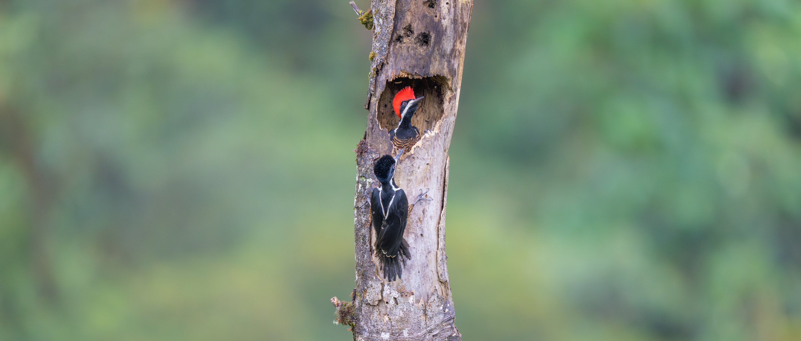 Nature photographer Yuri Soria-Galvarro