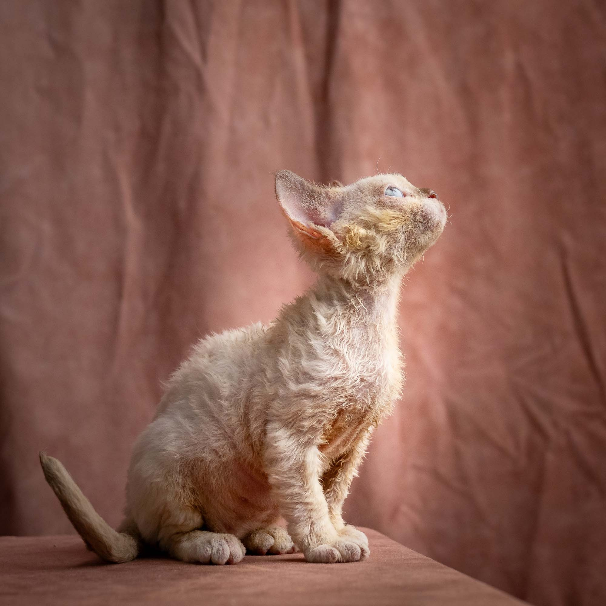 Rosalie, girl, born 05.08.26. Devon Rex Pixie Cattery