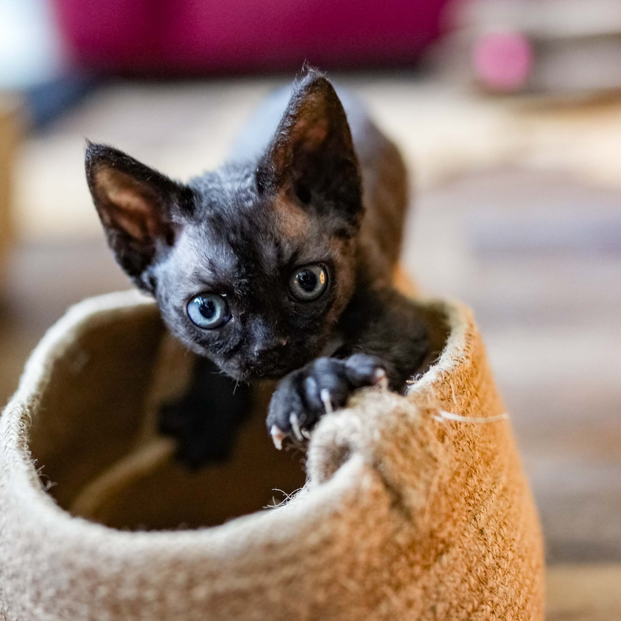 Smoke, boy,  born on  04.11.24, Sold. Devon Rex Pixie Cattery