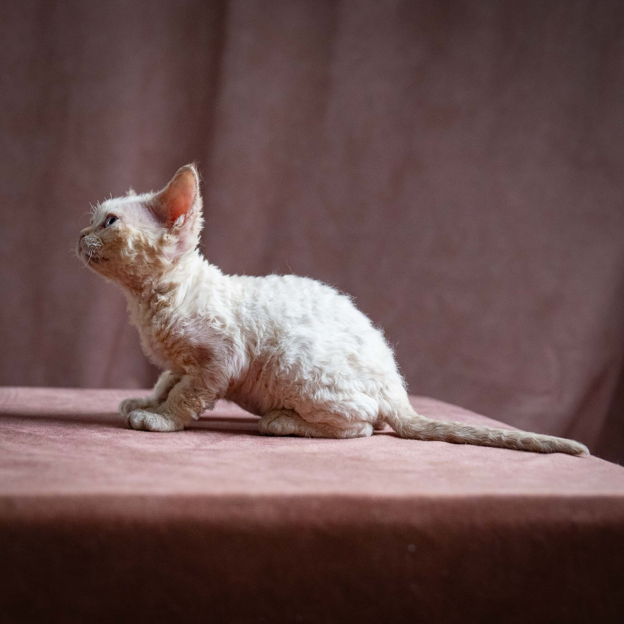 Quinn, girl, born 02.14.26. Devon Rex Pixie Cattery