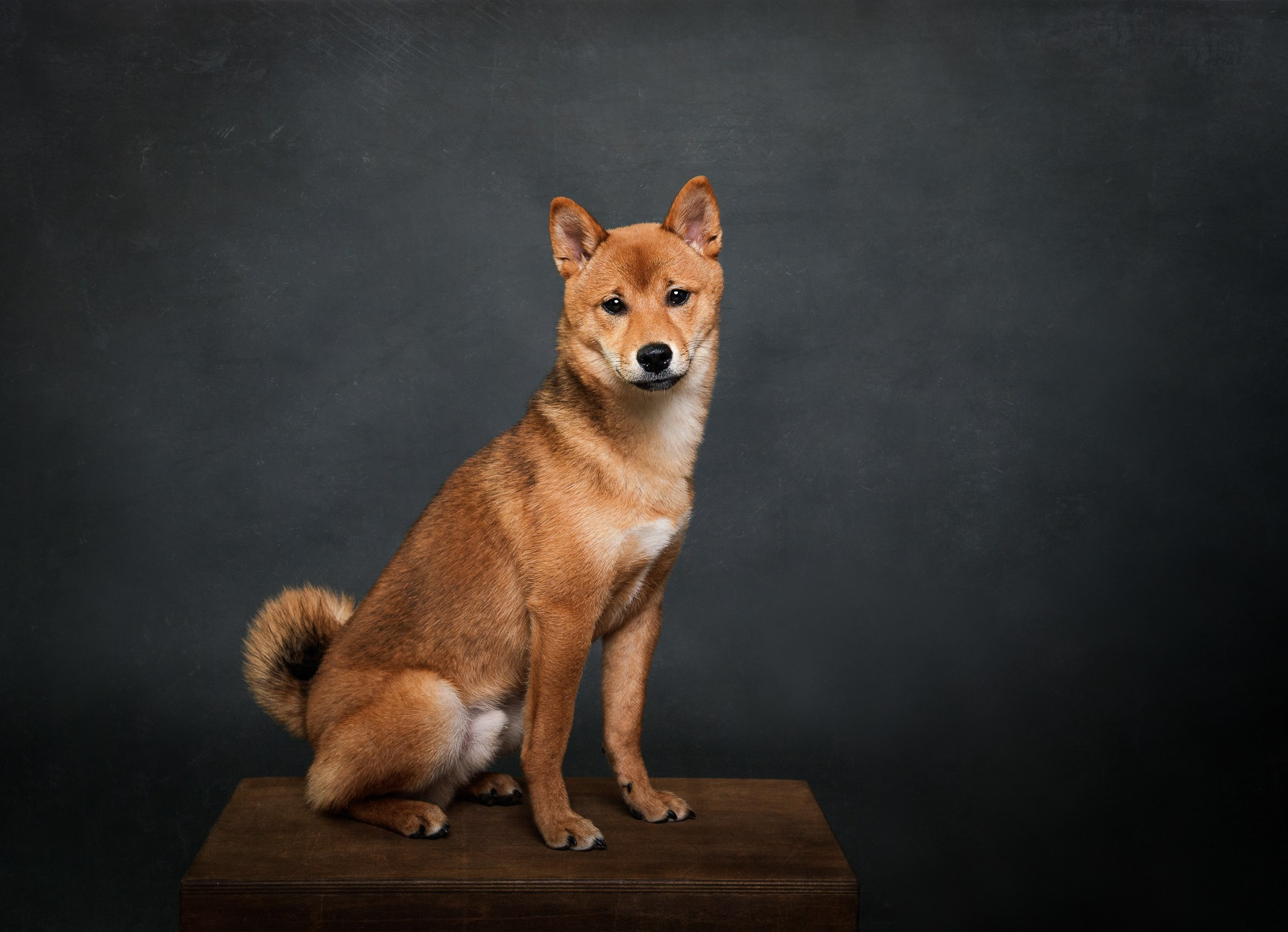PETS. Fotograf de portret si boudoir in cluj napoca