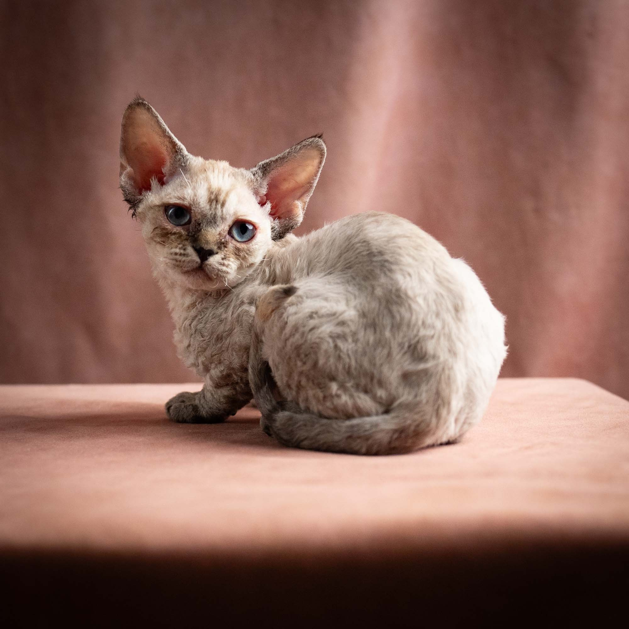 Quella, girl, born 02.14.26. Devon Rex Pixie Cattery