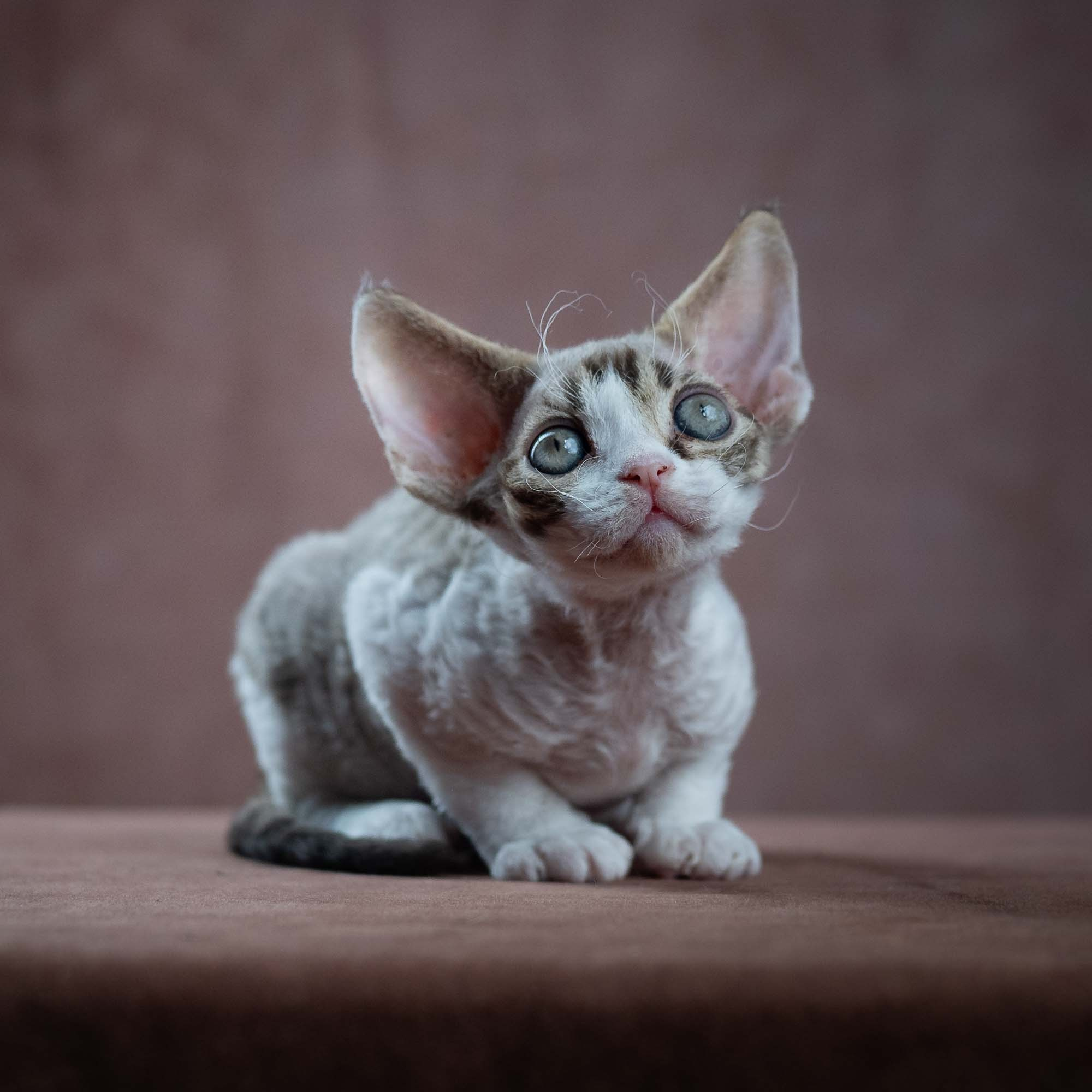 Eddie, boy, born on 06.09.24 Sold. Devon Rex Pixie Cattery