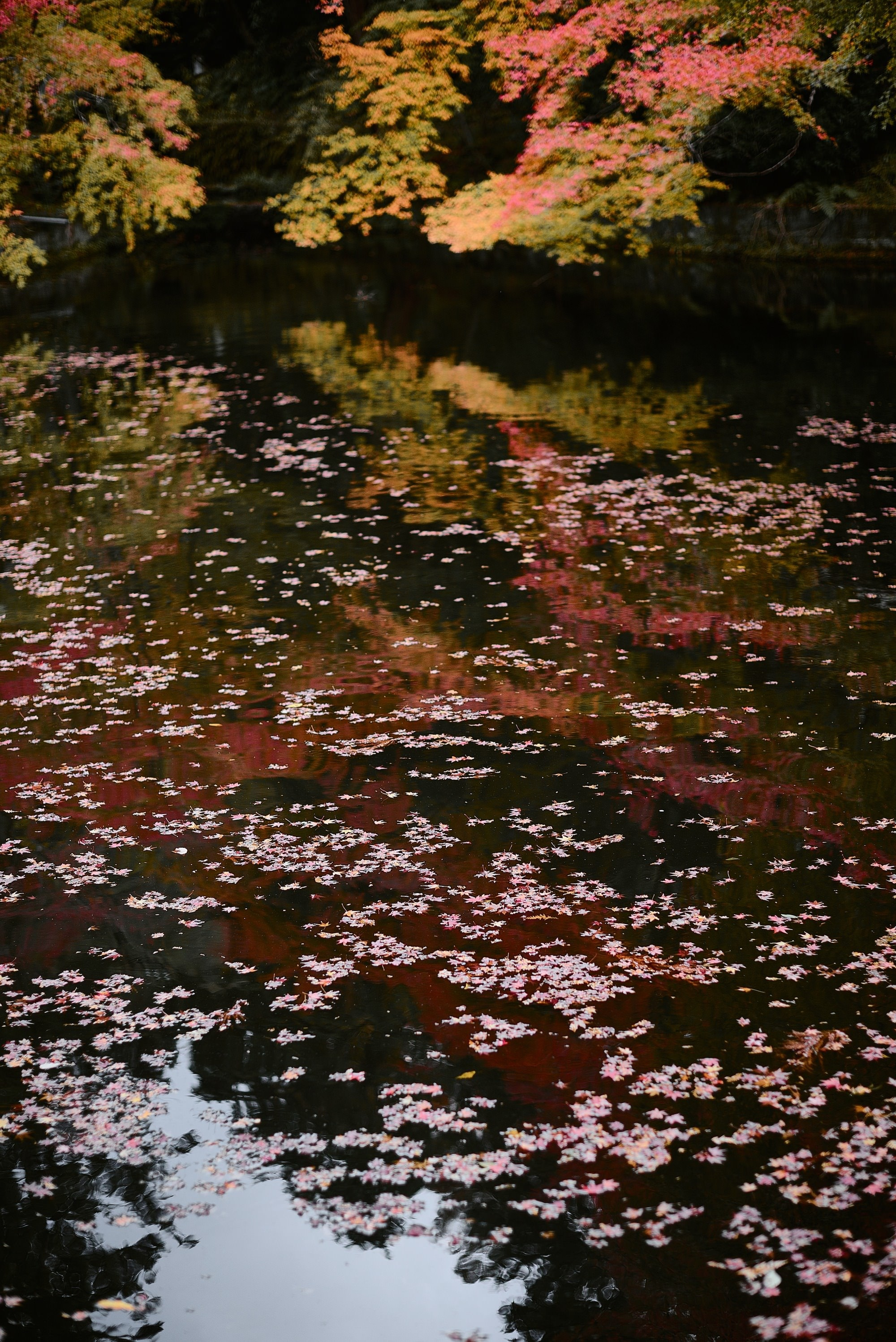 Kyoto and Nara, Japan — A Photographer’s Travel Guide