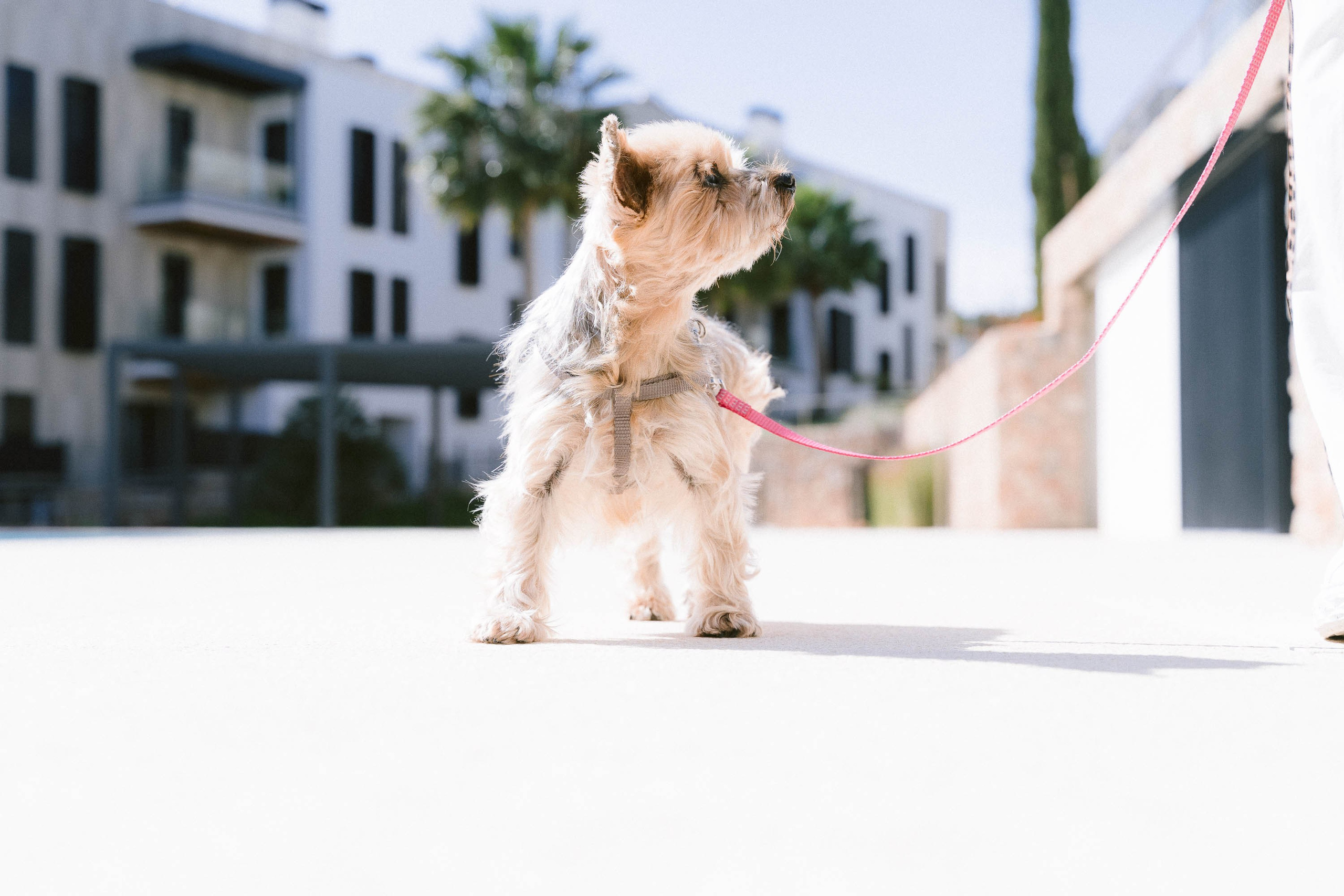 Lovely Yorkshire dog at pet photo session in Mallorca