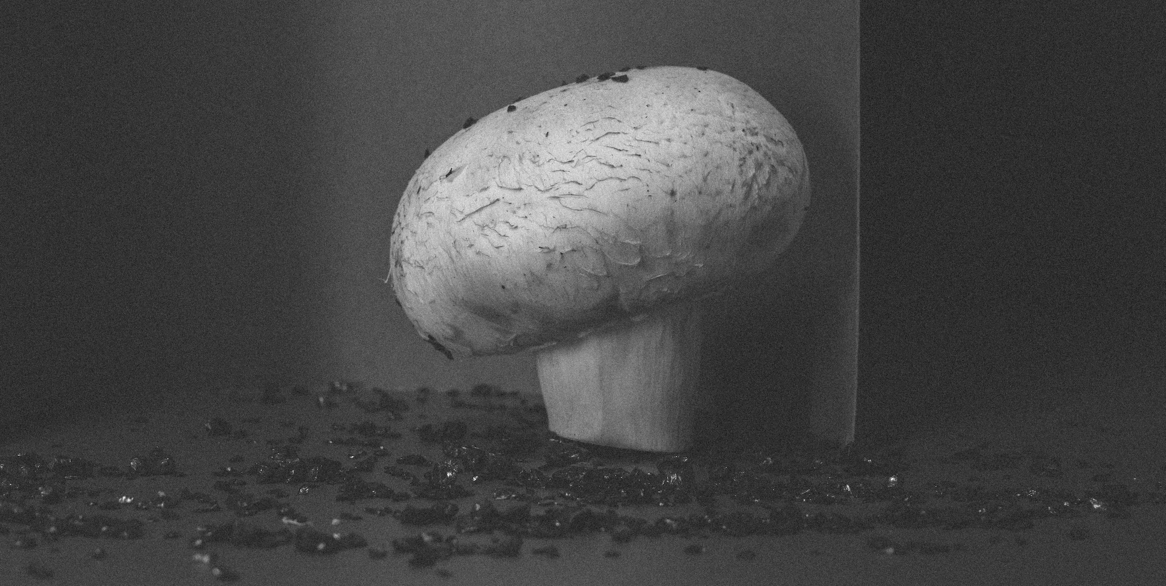 Factory (2023). Ant | photo