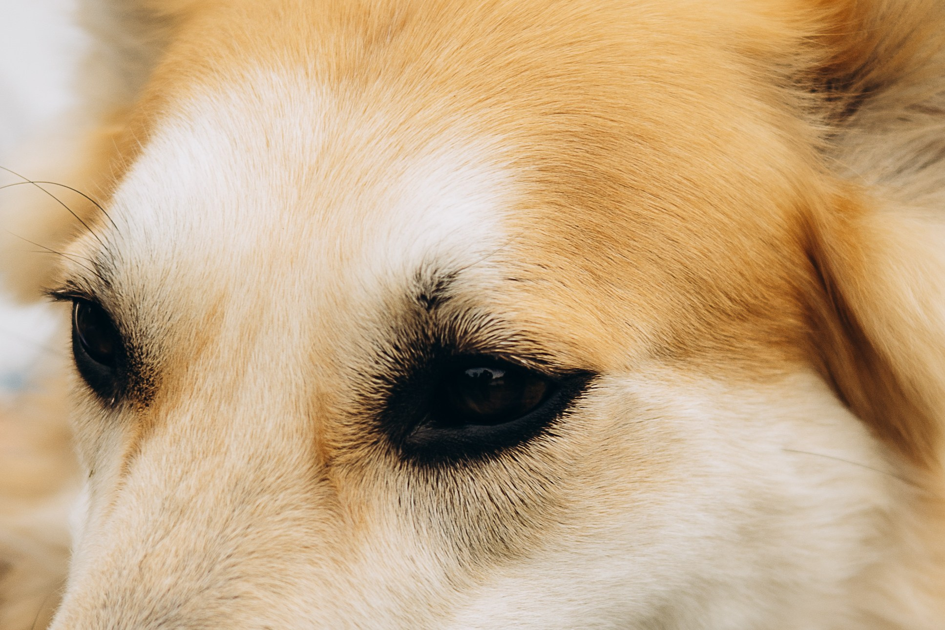 Фотограф-анималист | Белград