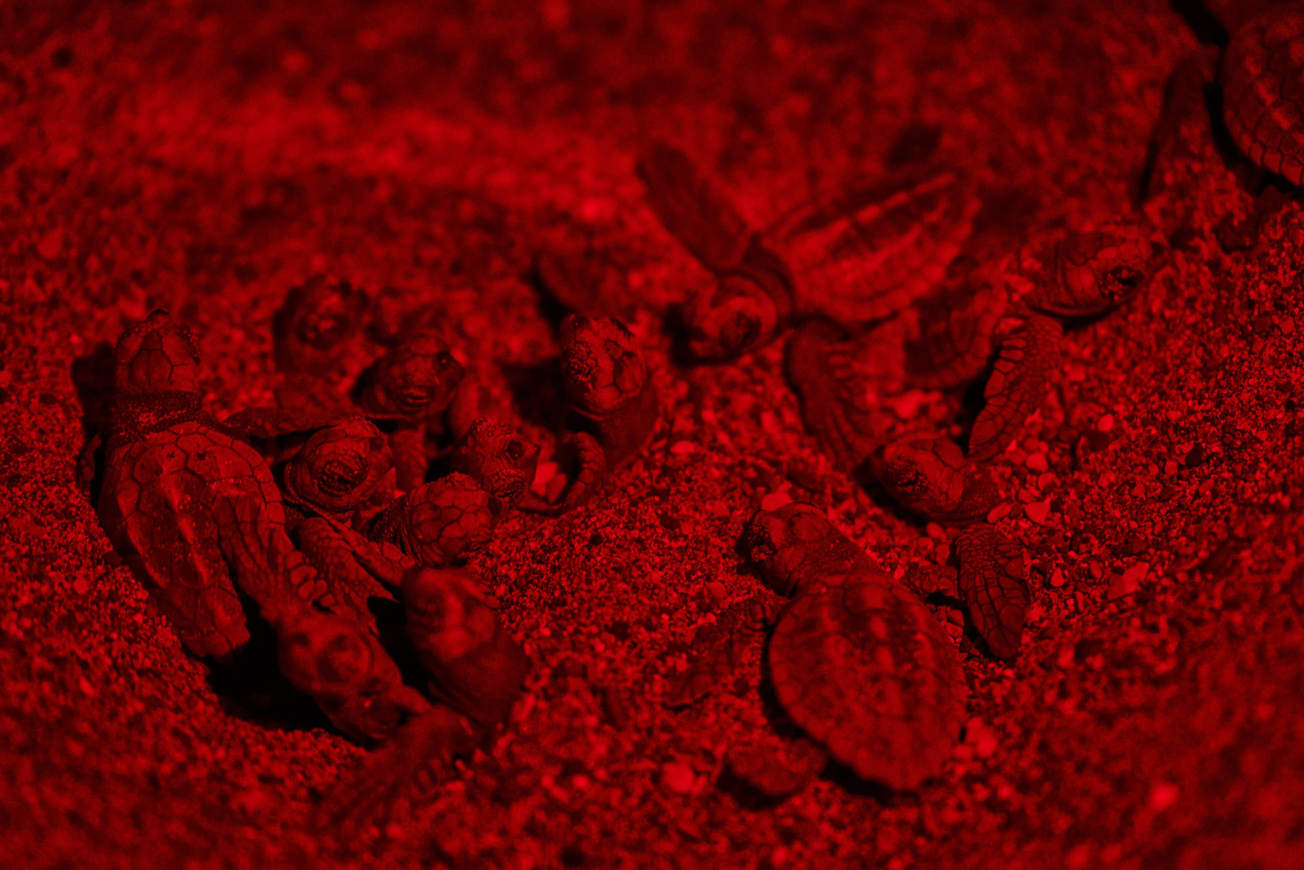 Caretta caretta | Anastasiia Nelen photographer