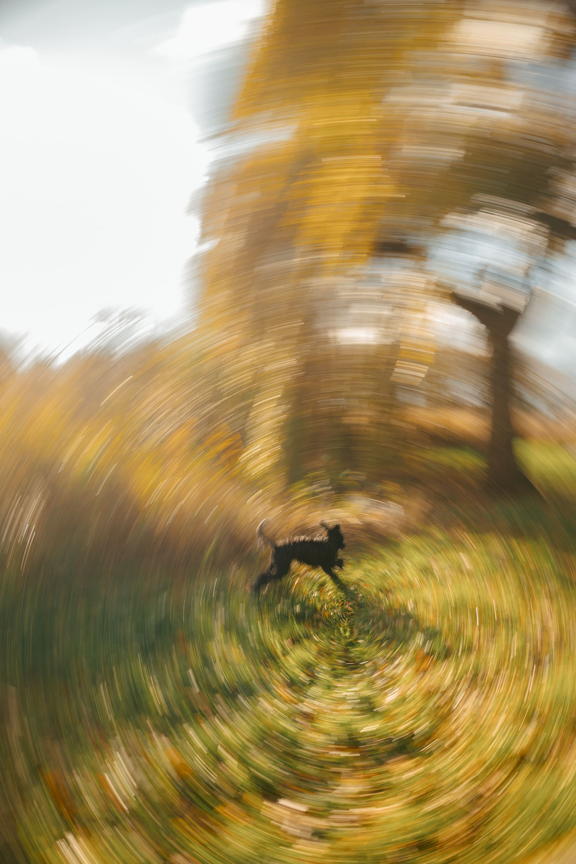 Dog & Cat Photographer Rotterdam | Natalia Olhova. Romantic & Soulful Photography by Natalia Olhova in Rotterdam