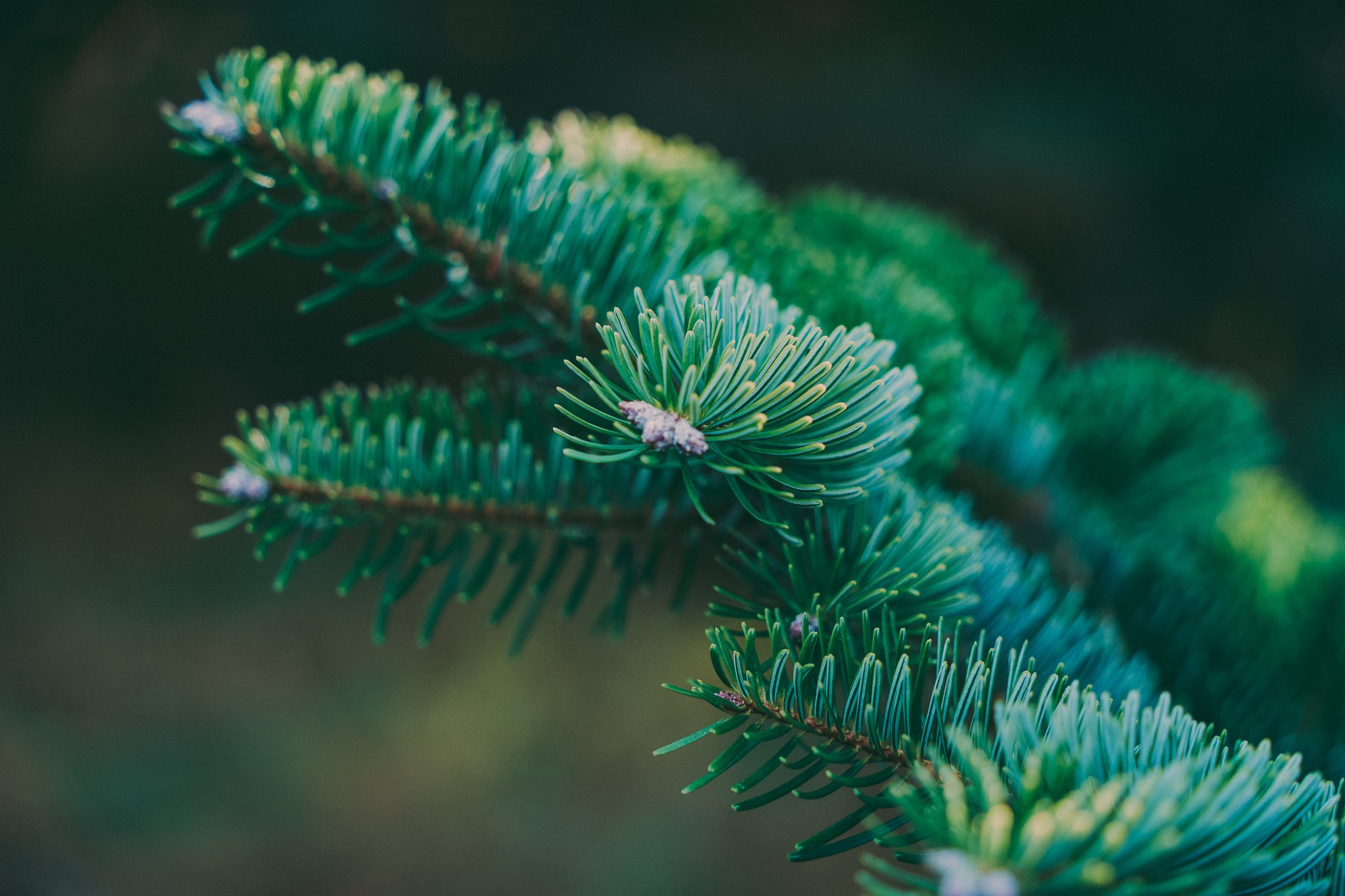Pumpkins picking photo shoot in Solihull. Creative Family, Brand, Boudoir and Wedding Photographer in Solihull & Birmingham Irina Zoteeva