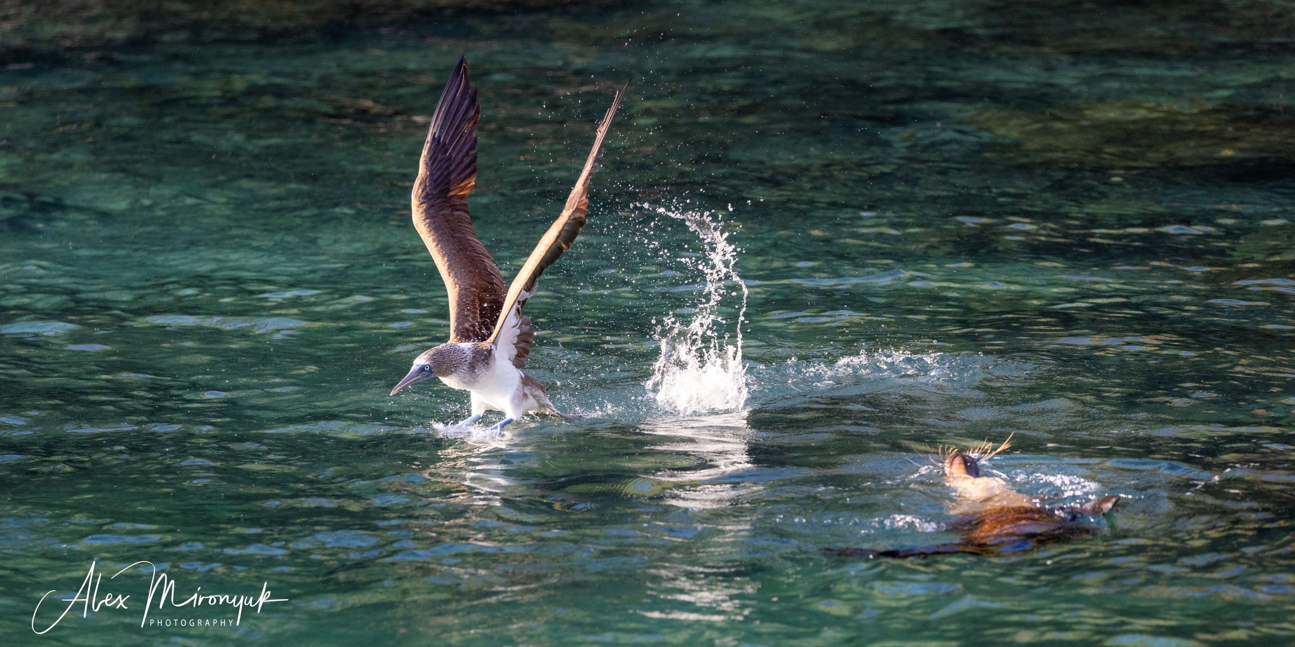 Galapagos Islands Adventure. Alex Mironyuk Photography