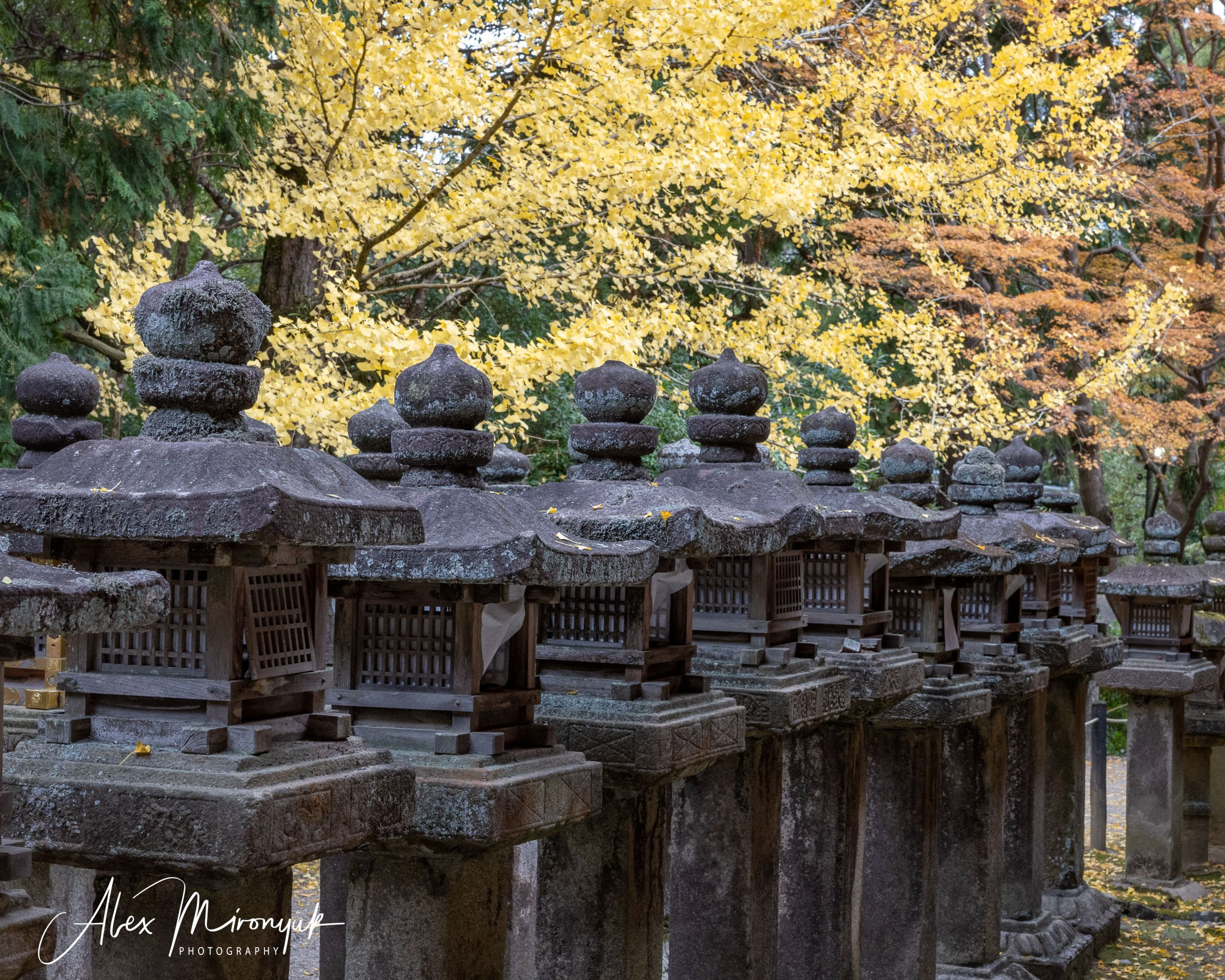 Autumn Colors of Japan. Pet, Senior, Landscape, portrait studio, photographer in Miami and Sou