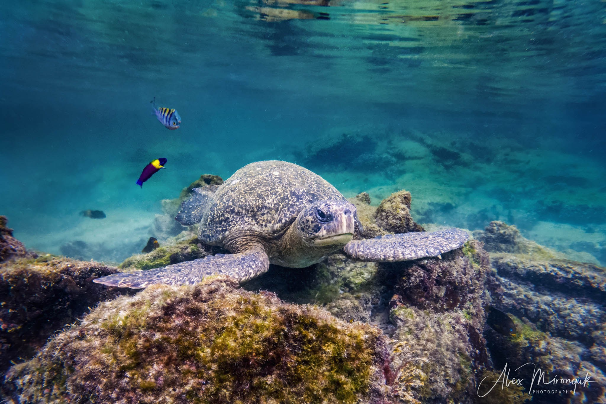 Galapagos Islands Adventure. Alex Mironyuk Photography