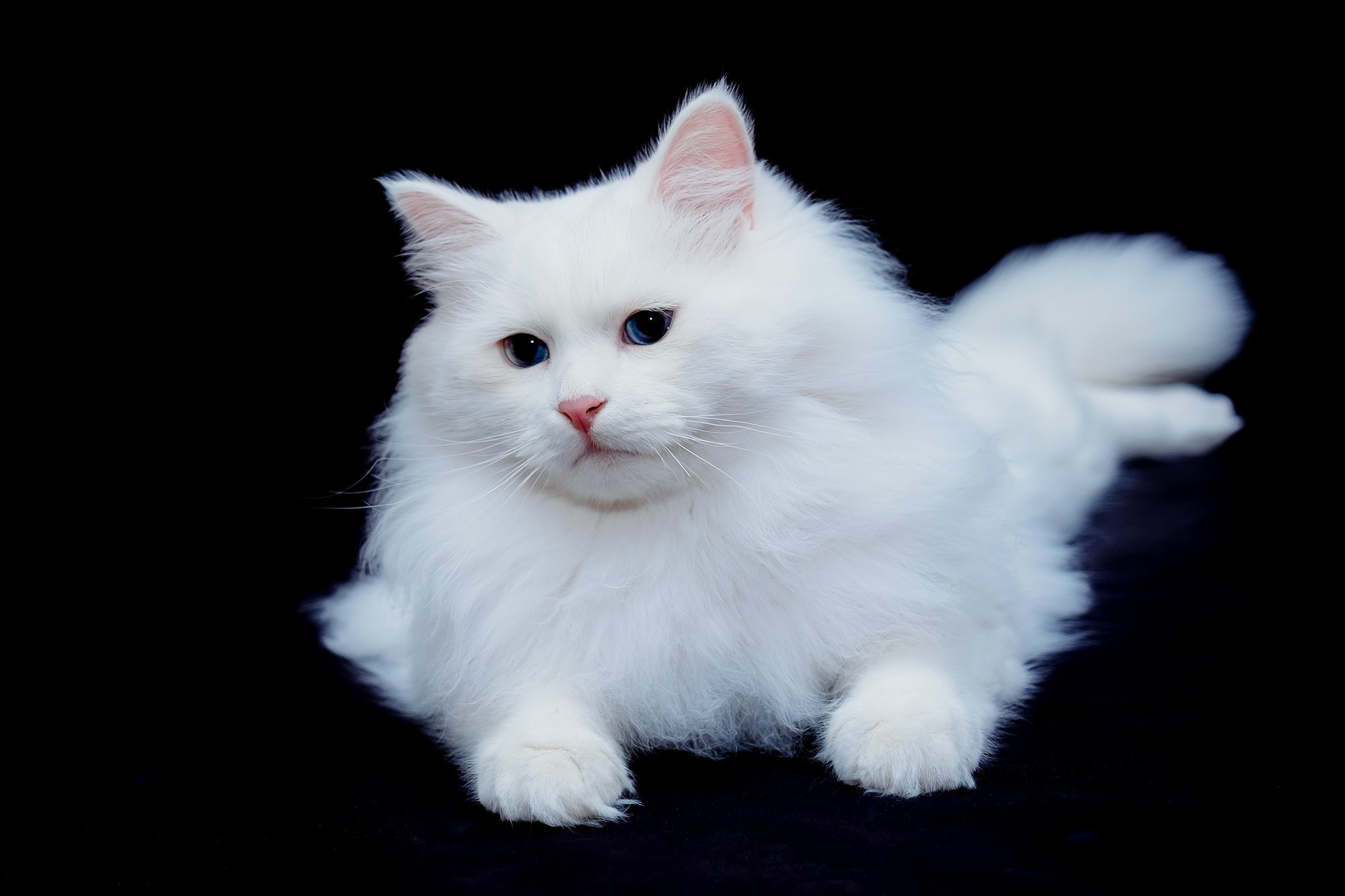 Zuchtkater | Male. Photographer Татьяна