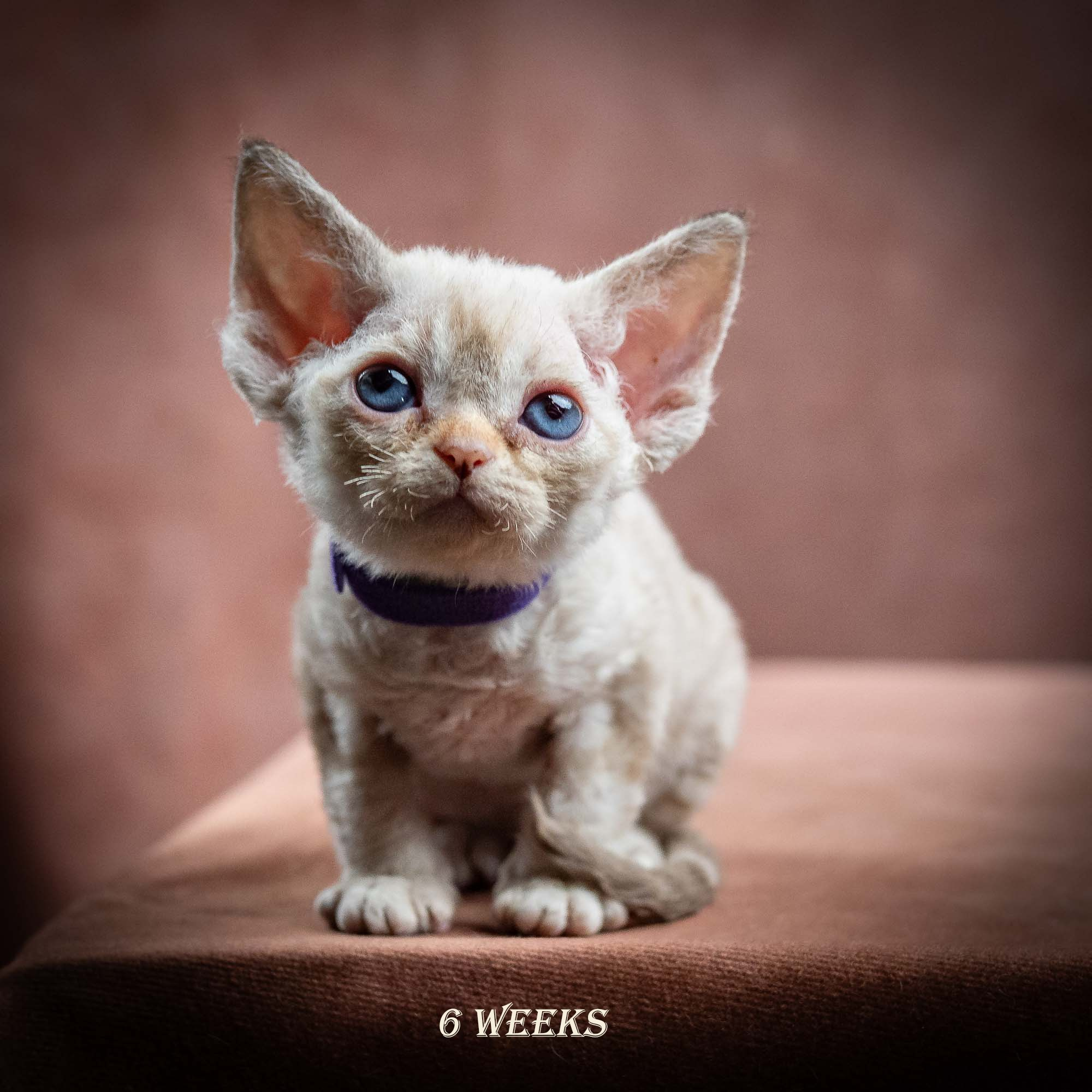 Iris, girl, born 06.01.2025. Devon Rex Pixie Cattery
