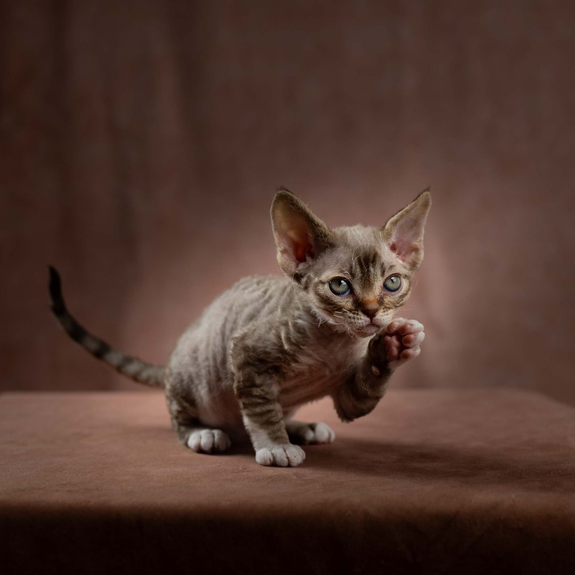 Elvis, boy, born on 06.09.24 SOLD. Devon Rex Pixie Cattery