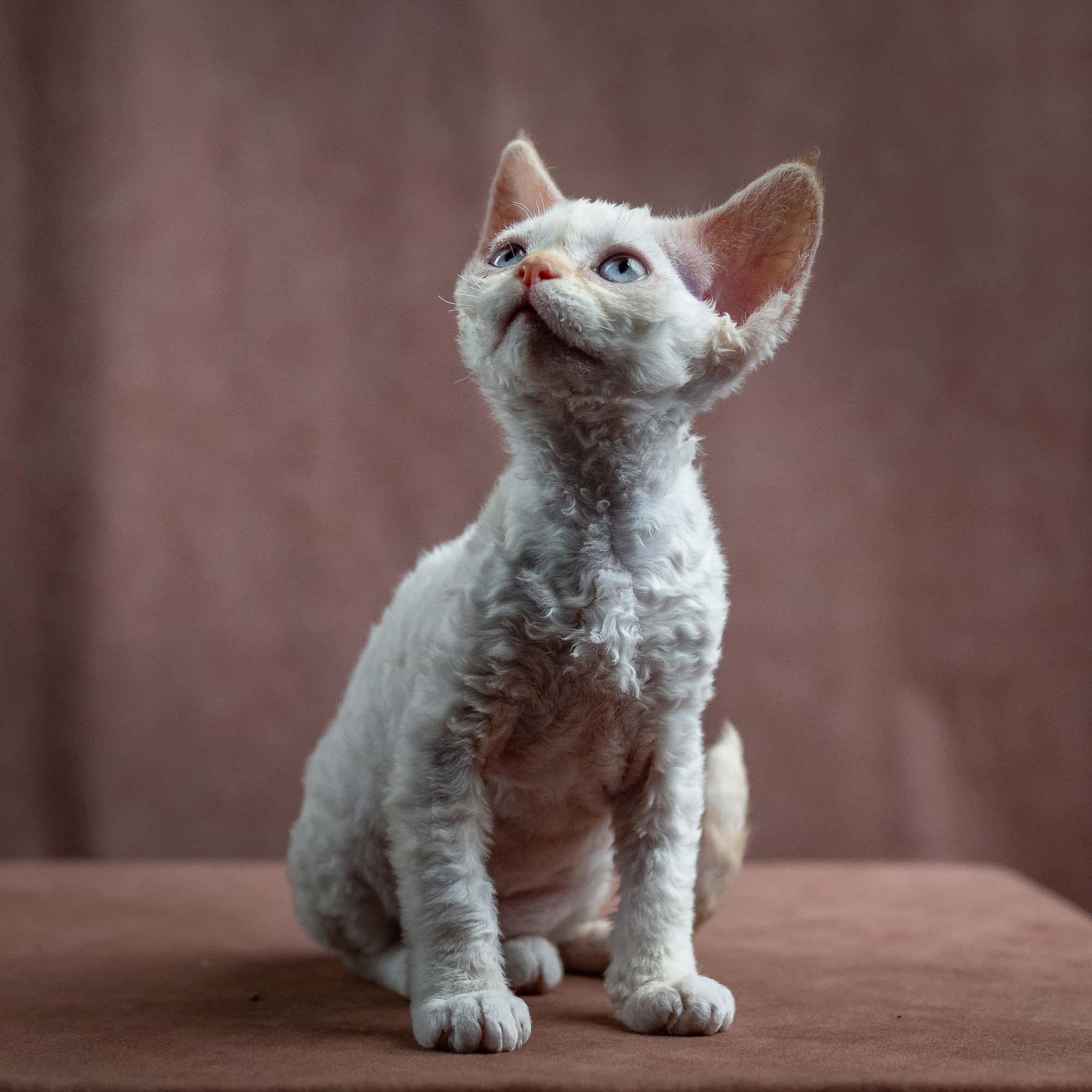 Jasmin, girl, born 06.25.2025. Devon Rex Pixie Cattery