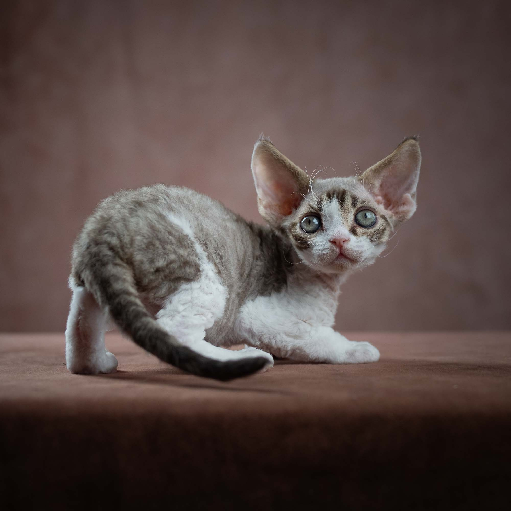 Eddie, boy, born on 06.09.24 Sold. Devon Rex Pixie Cattery