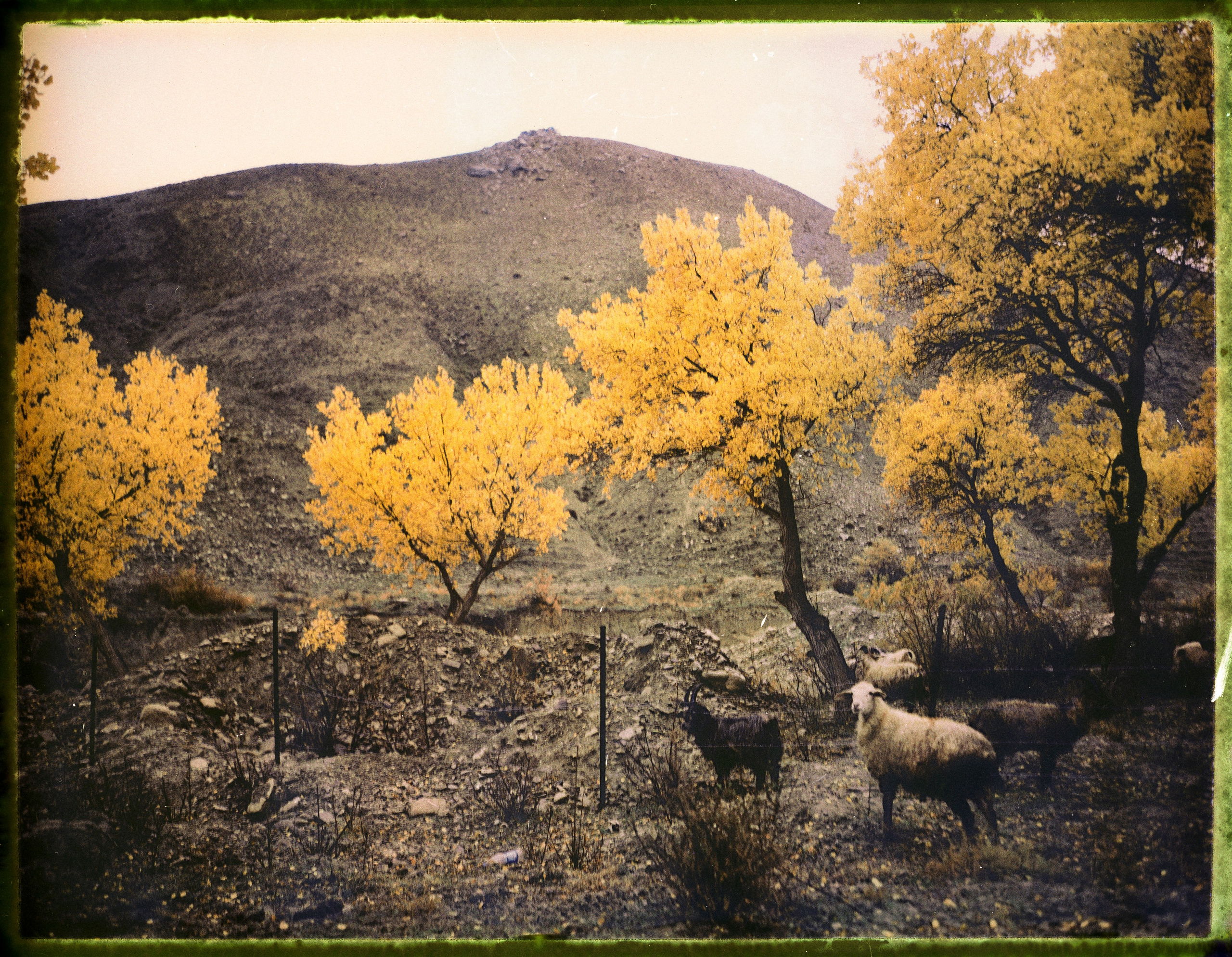 POLAROID. Www.sananaleskerov.com