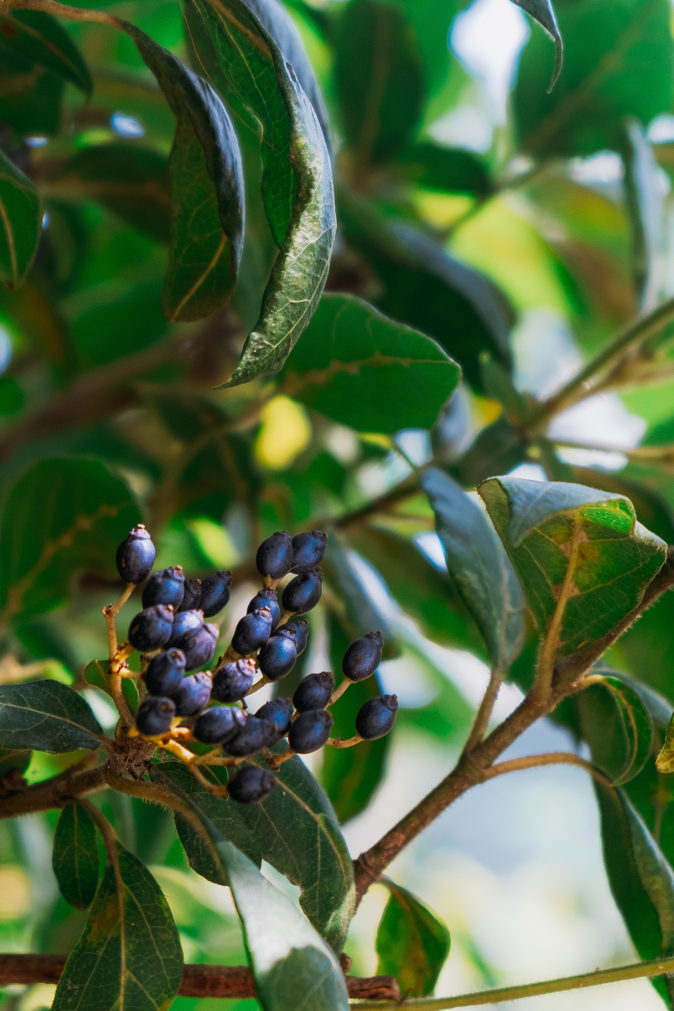 Jardí de l'Albarda (Сад l'Albarda)