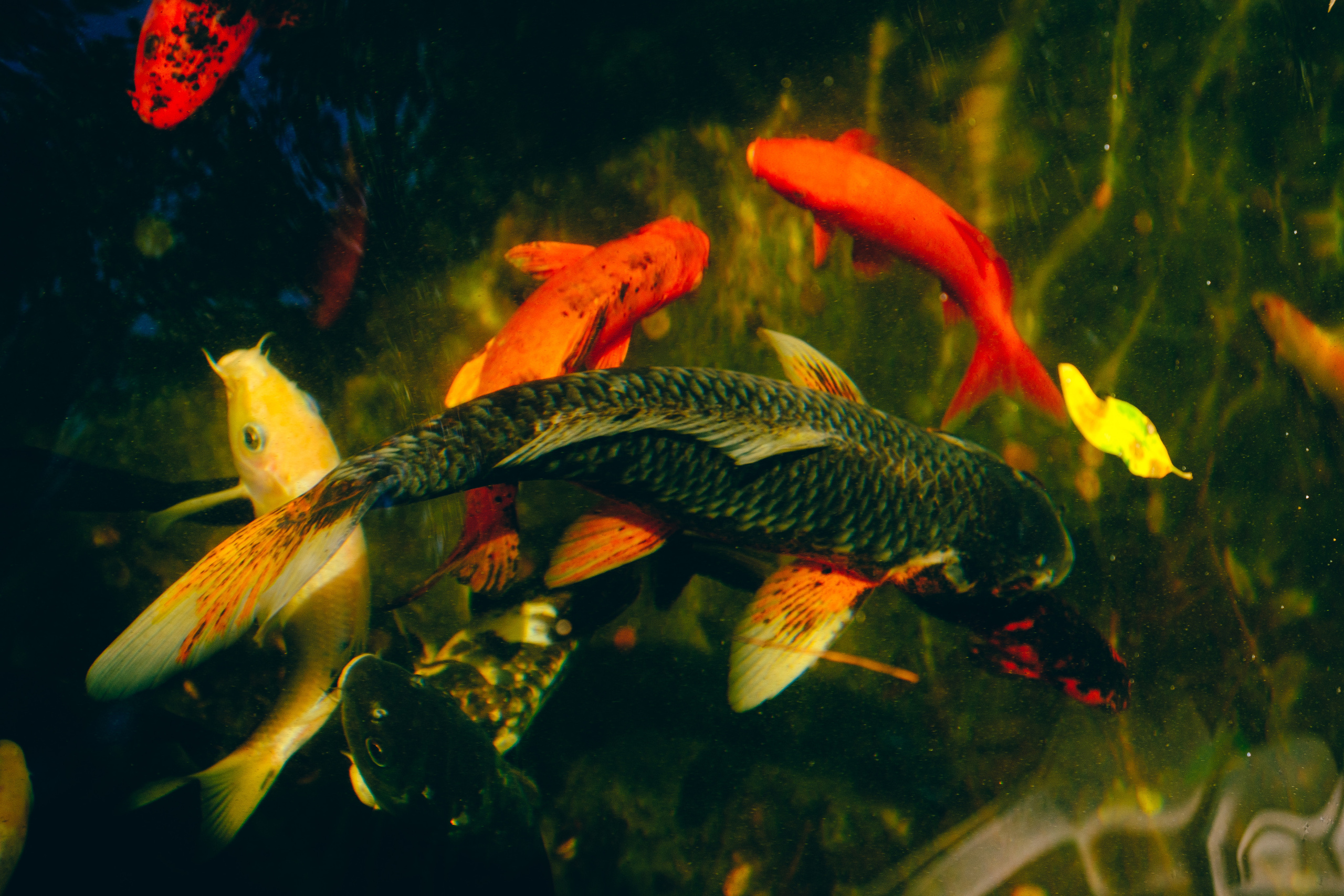 Jardí de l'Albarda (Сад l'Albarda)