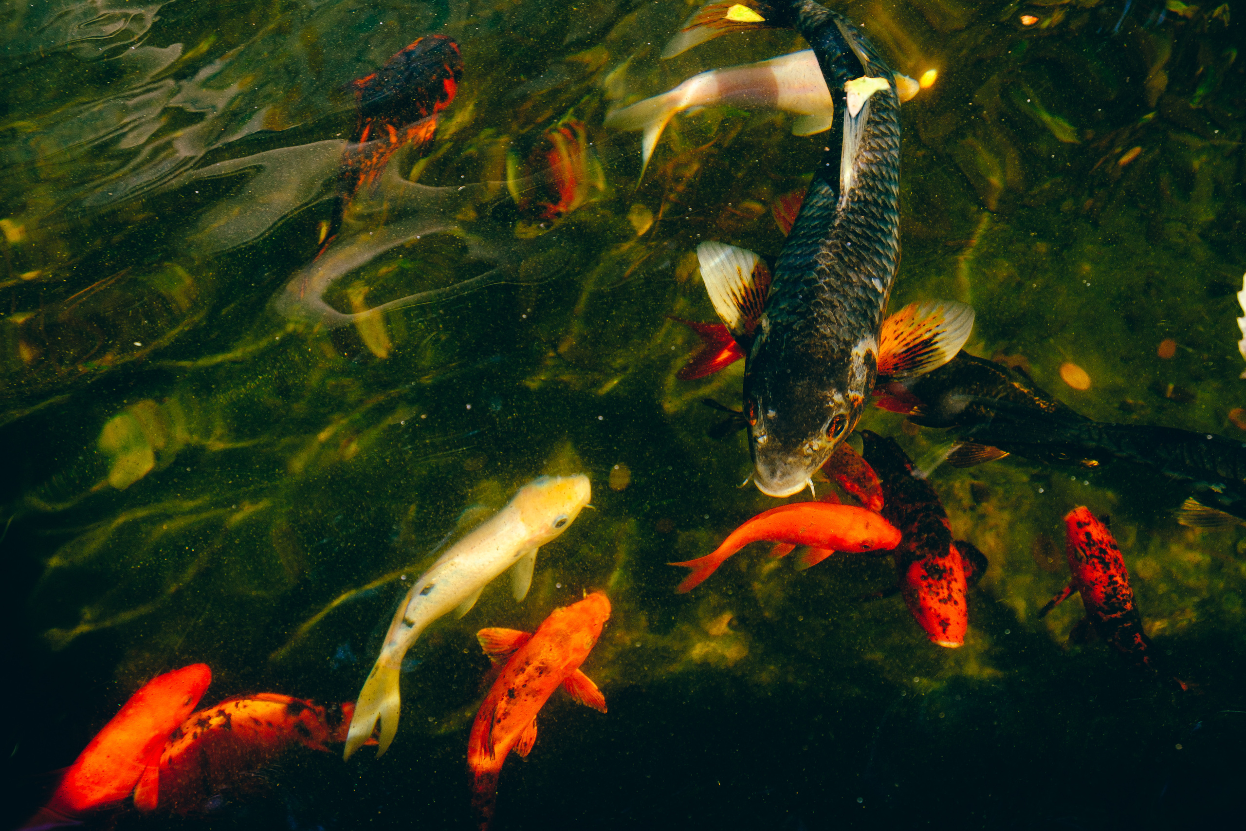 Jardí de l'Albarda (Сад l'Albarda)