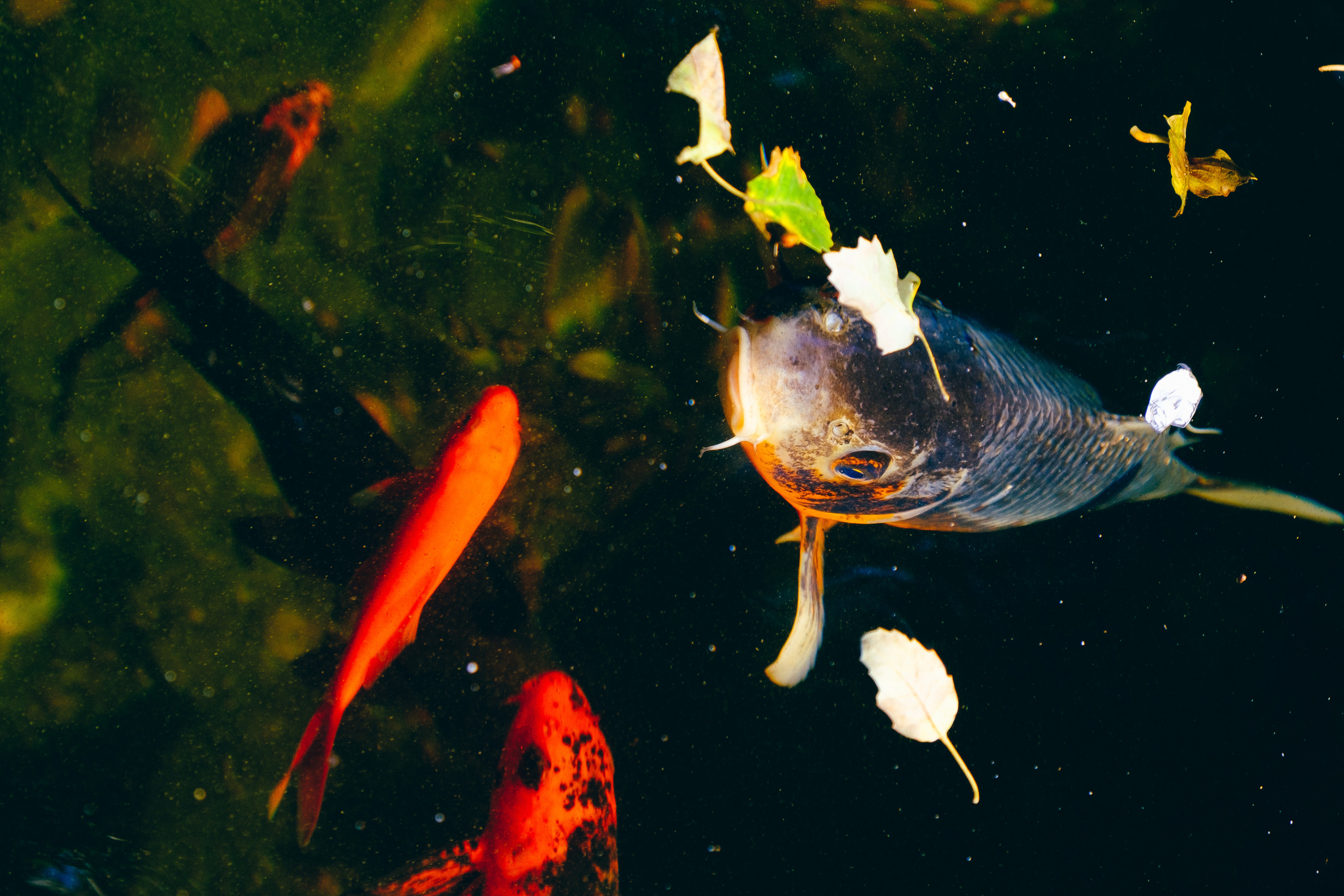 Jardí de l'Albarda (Сад l'Albarda)