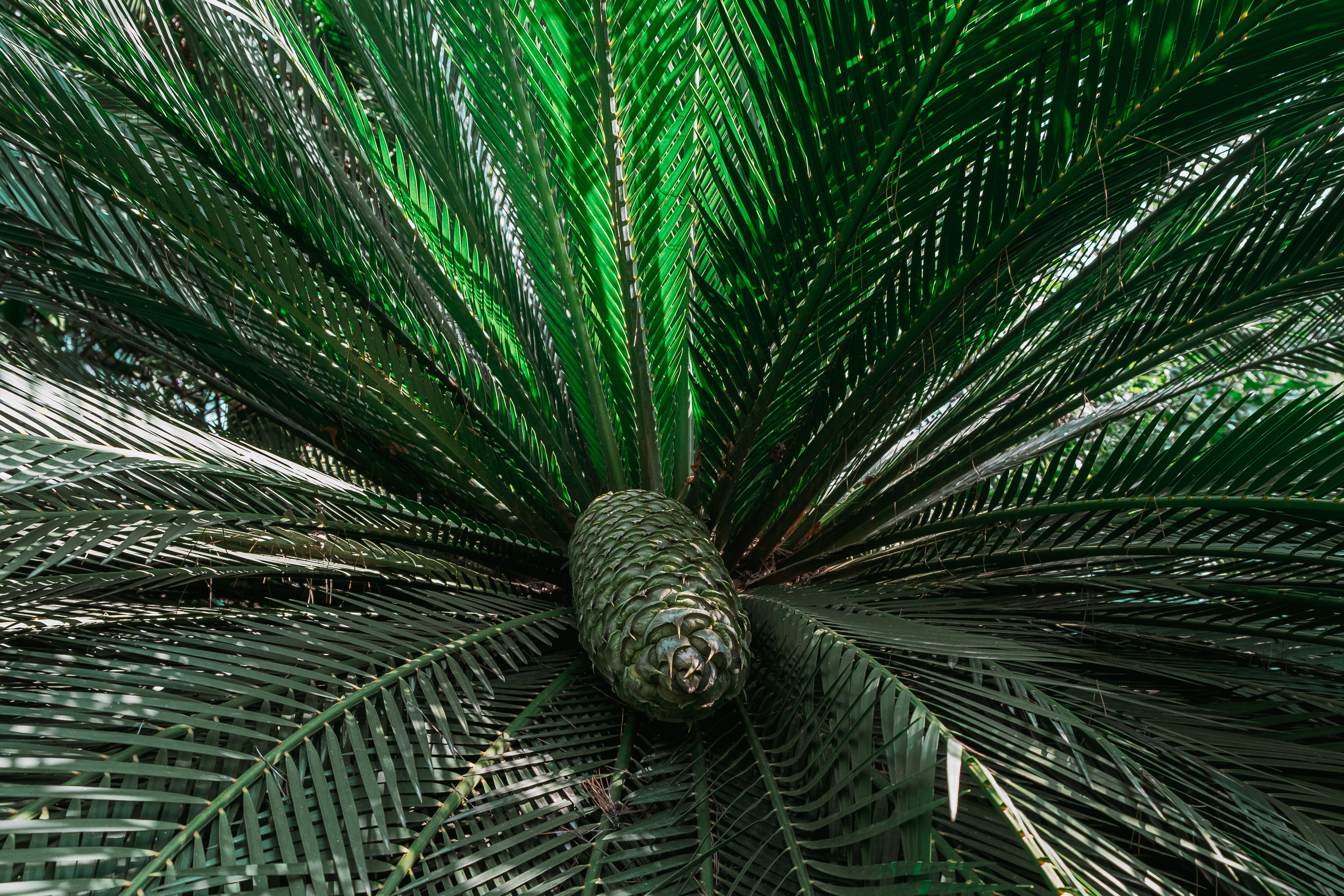 Jardí de l'Albarda (Сад l'Albarda)