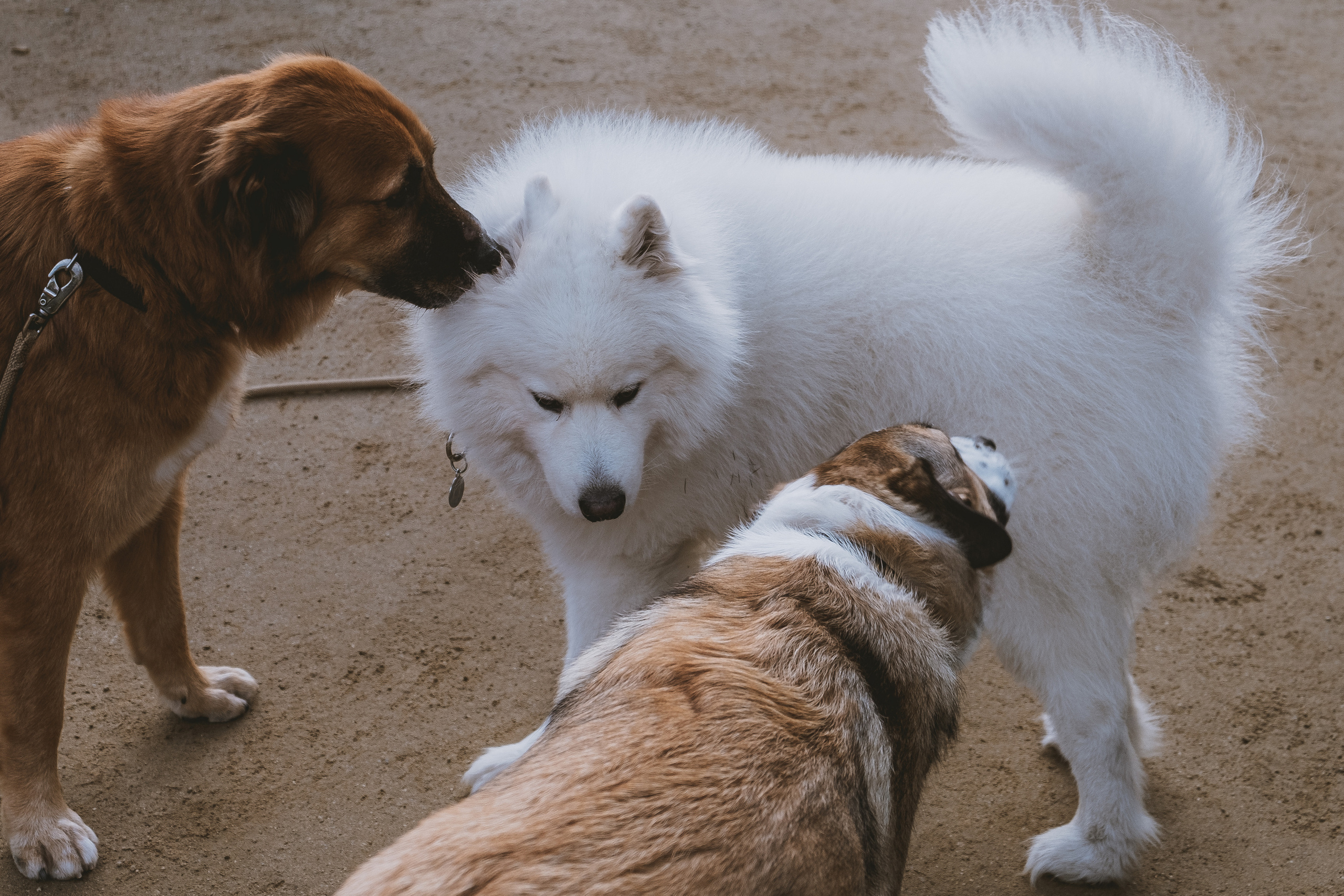 Park Güell (Парк Гуэль, исп. Parque Güell)