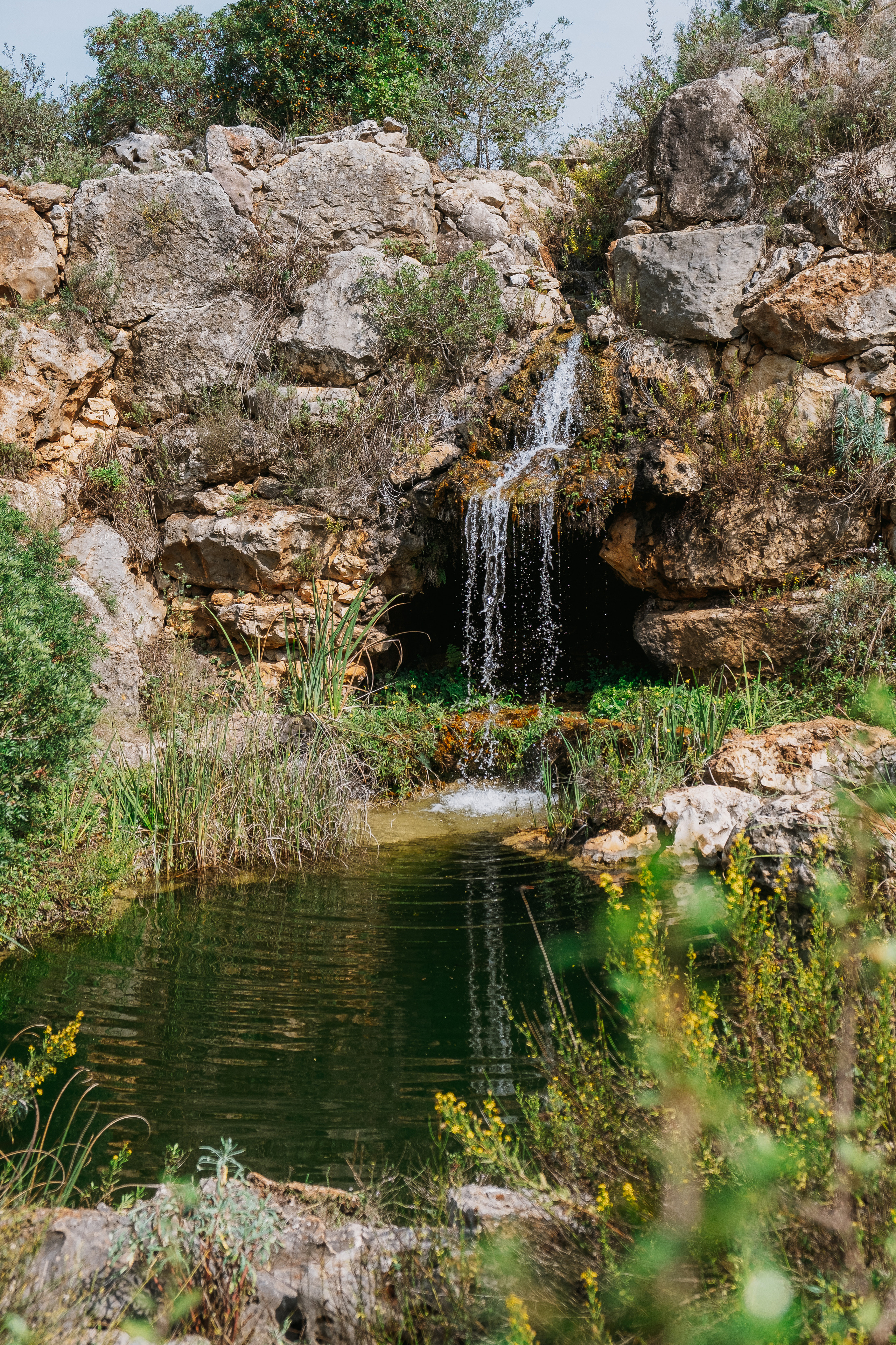 Jardí de l'Albarda (Сад l'Albarda)