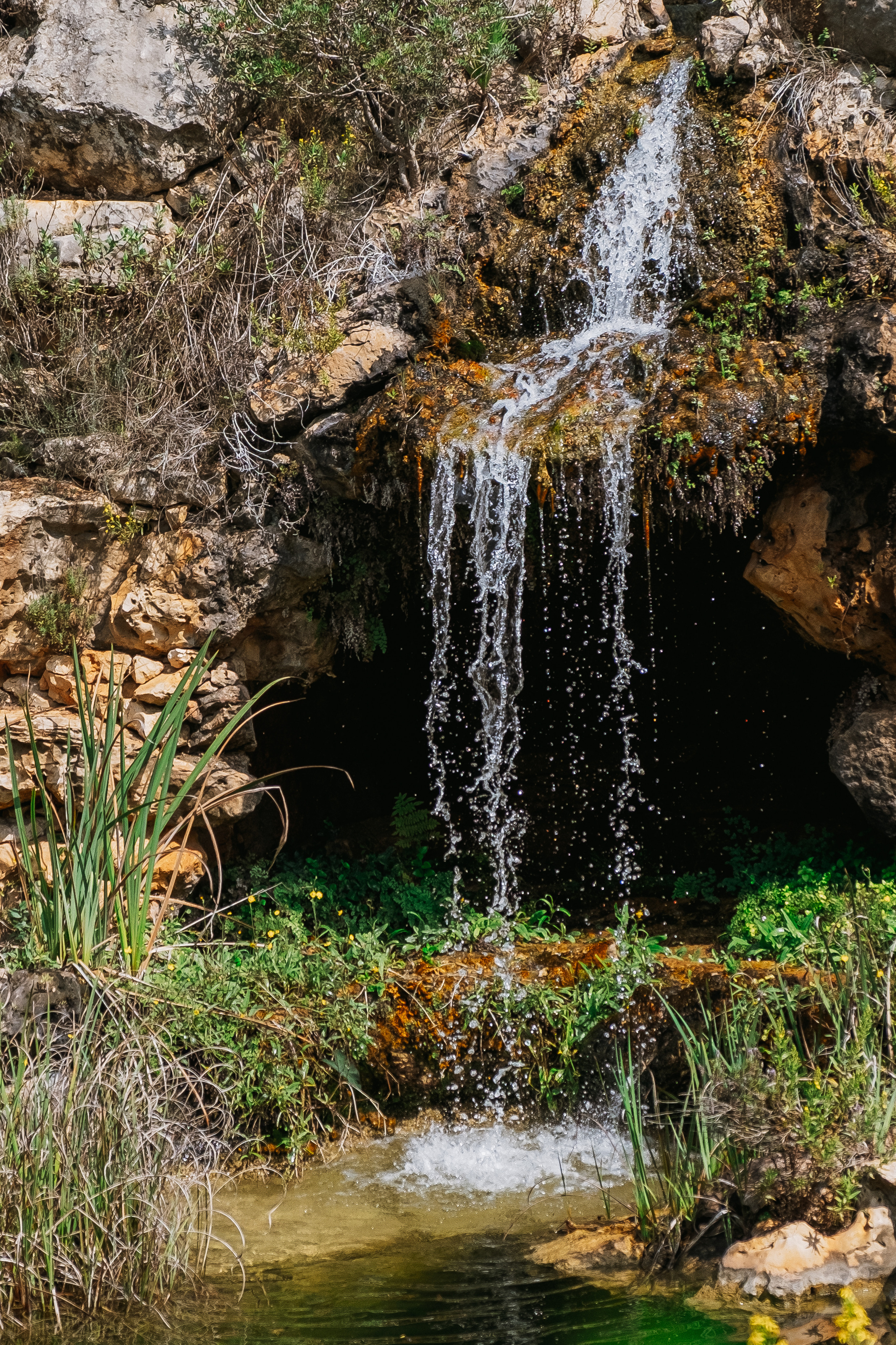 Jardí de l'Albarda (Сад l'Albarda)