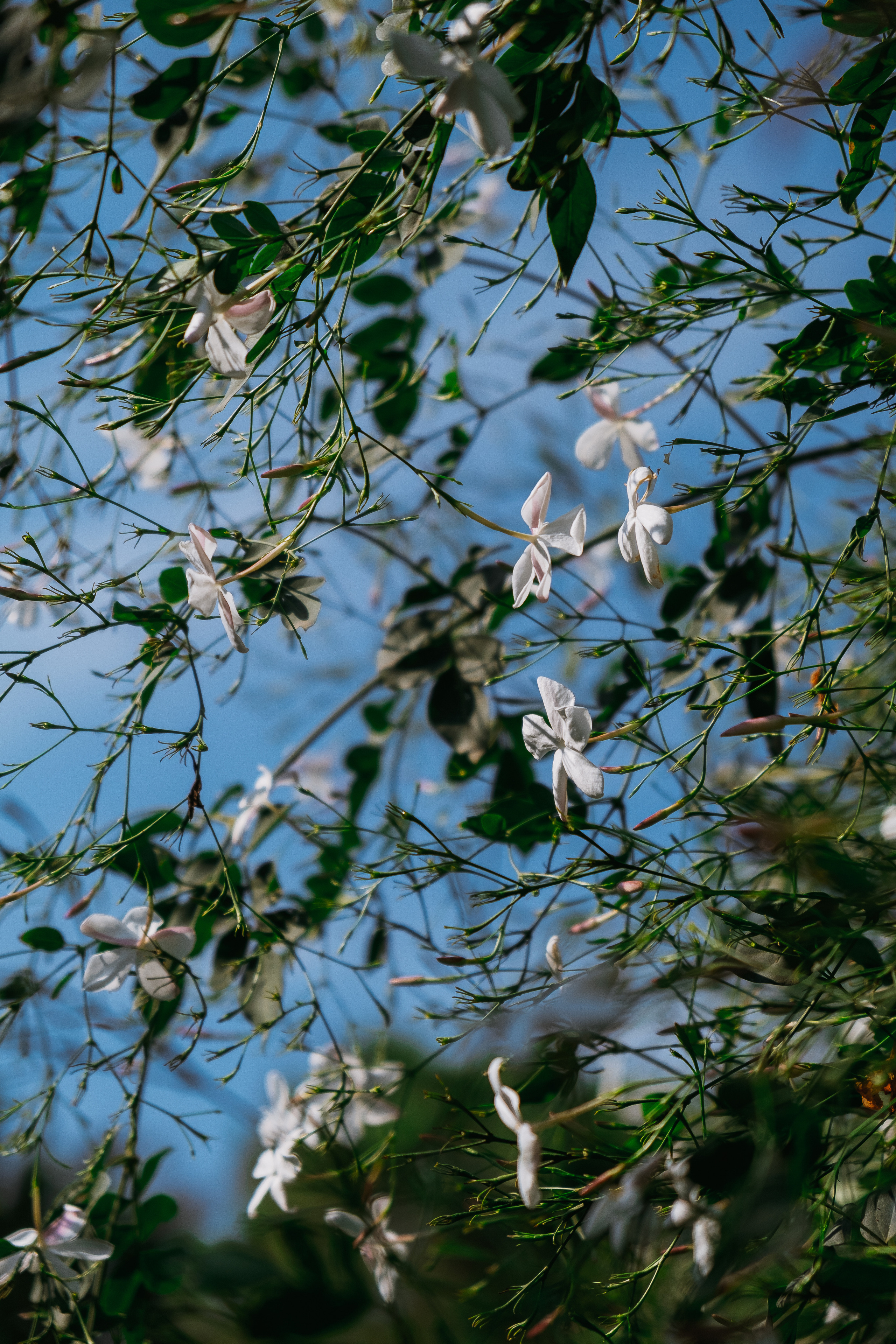 Jardí de l'Albarda (Сад l'Albarda)