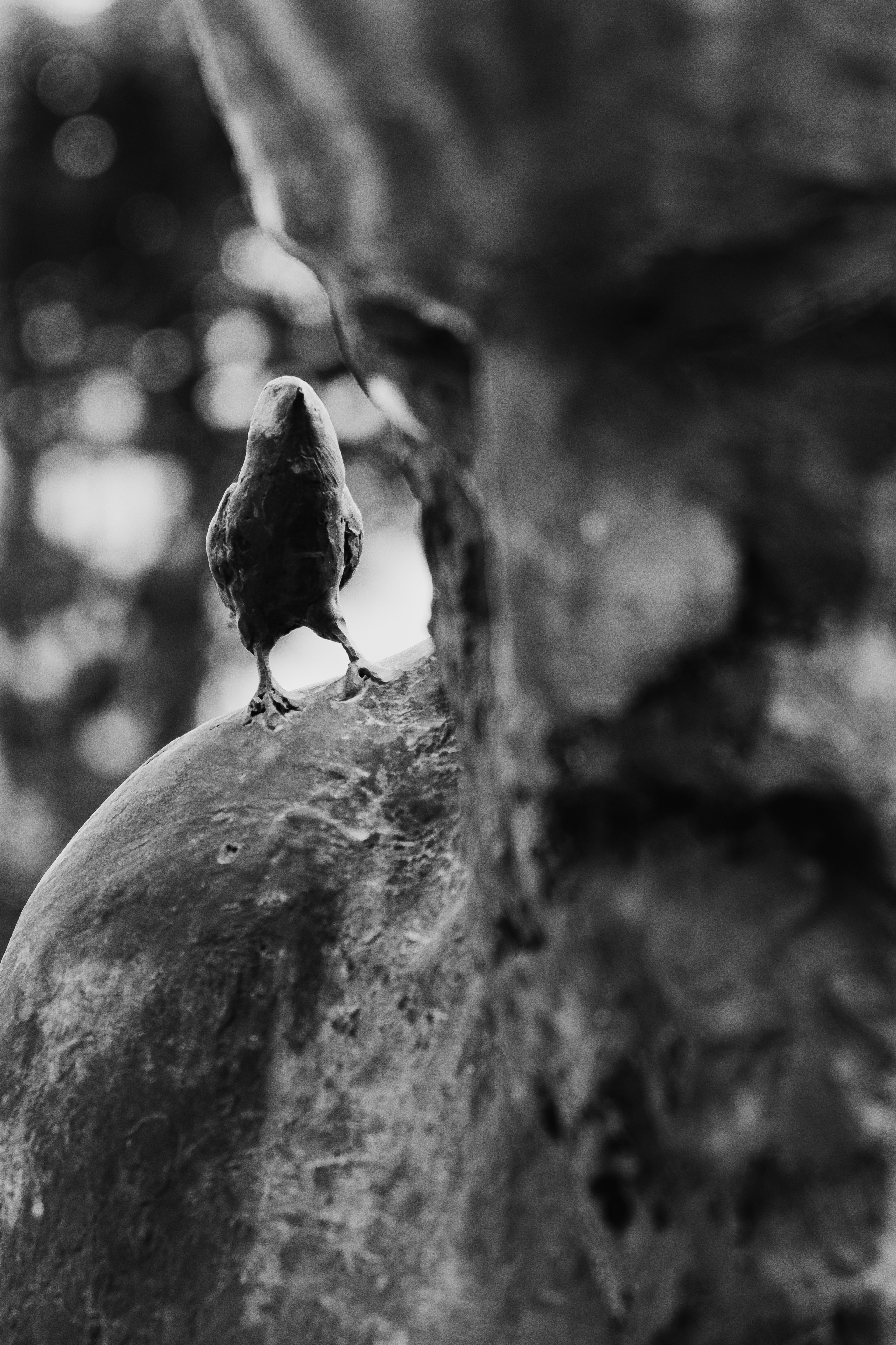 Jardí de l'Albarda (Сад l'Albarda)
